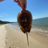 Review photo of Kiptopeke State Park Campground by Annemarie R., August 12, 2020