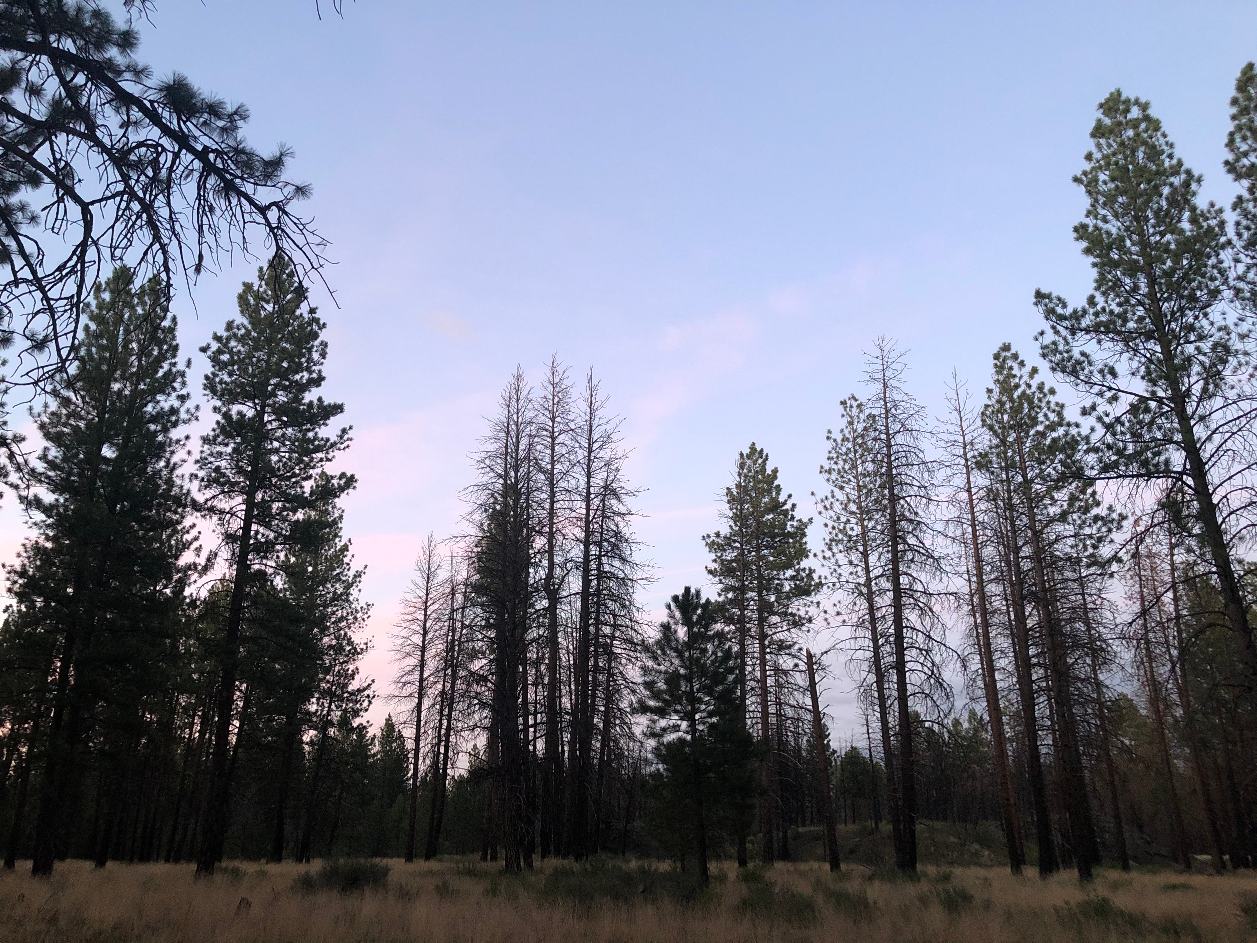 Camper submitted image from Deschutes Forest NFD 4600-120 Dispersed Camping - 2
