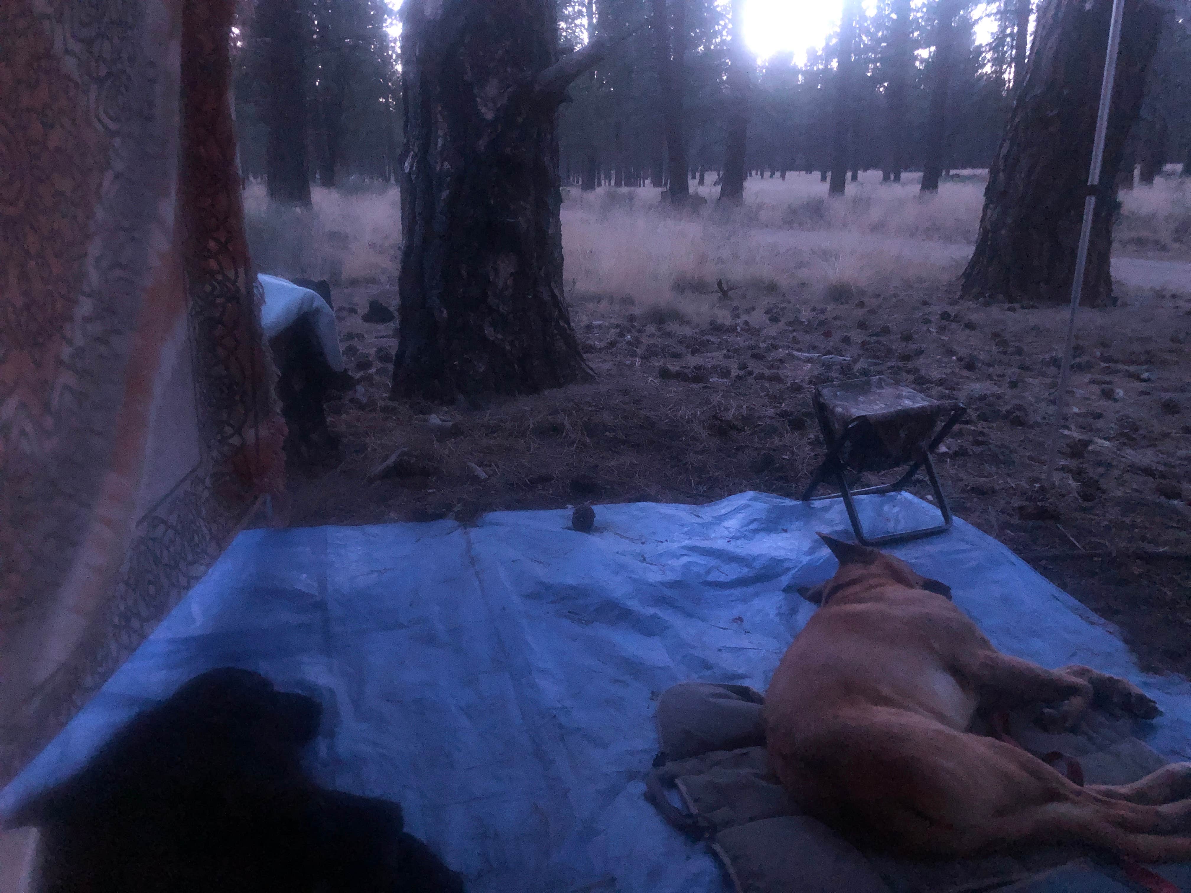 Alex P.'s photo of camping with pets at Deschutes Forest NFD 4600-120 Dispersed Camping near Brothers, OR