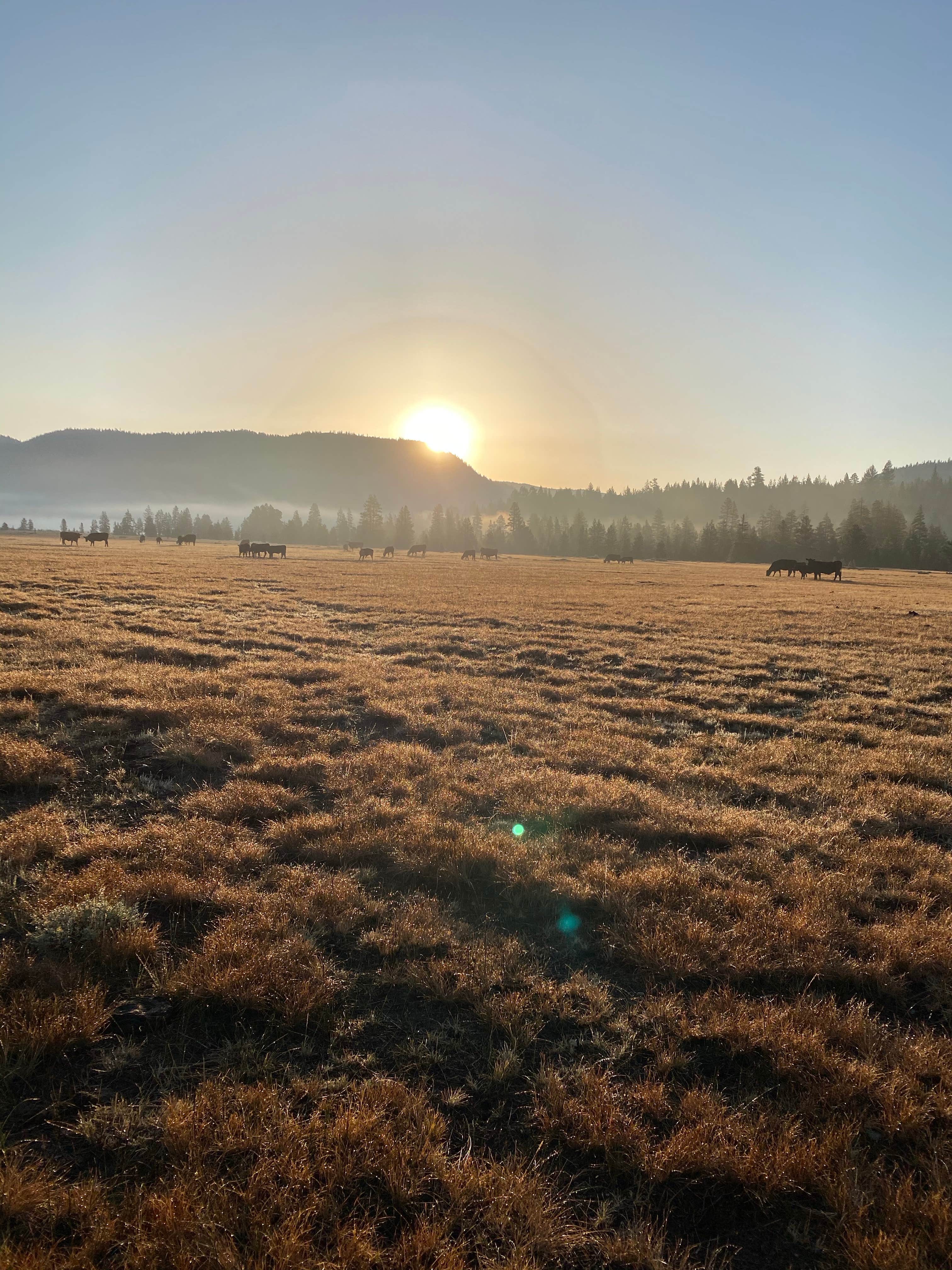 Alex P.'s photo of a dispersed camping area at Scotts Lake Rd Dispersed Camping near Fort Jones, CA