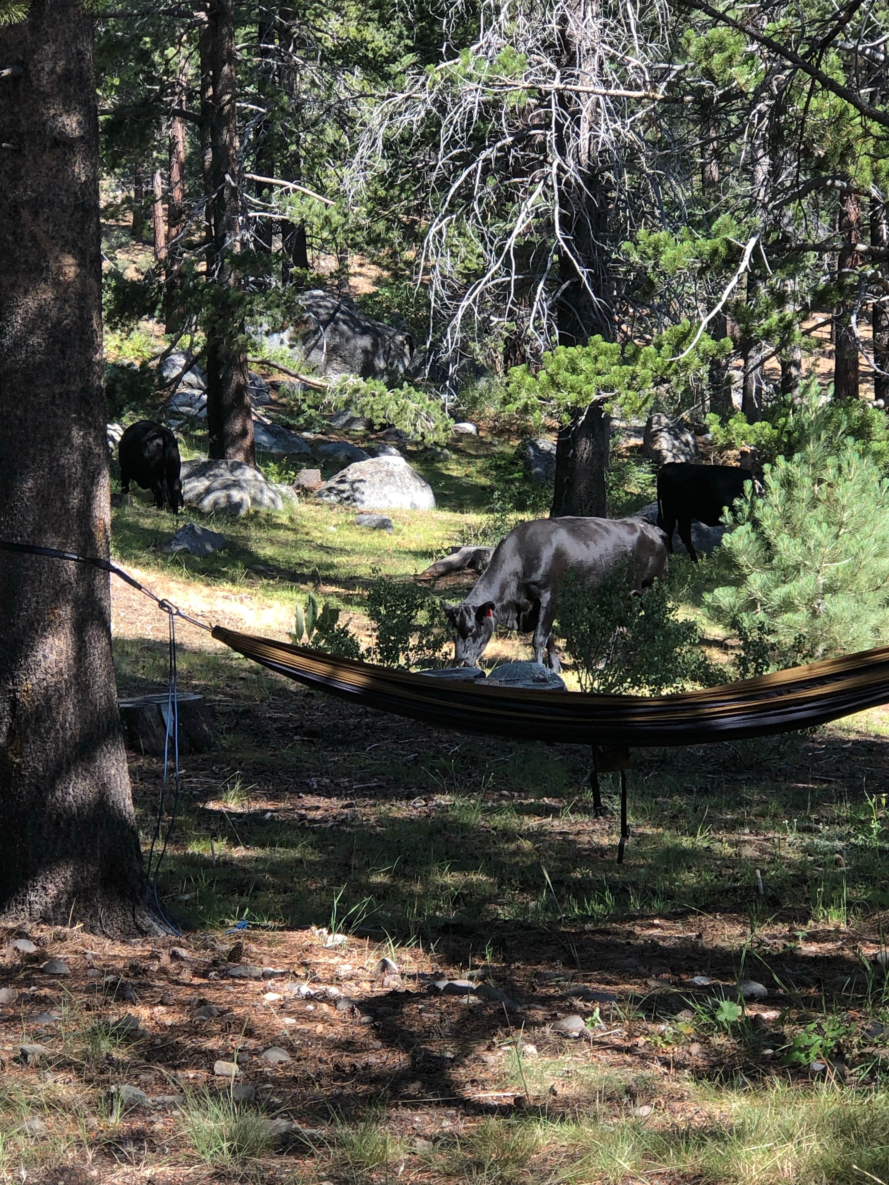 Camper submitted image from Scotts Lake Rd Dispersed Camping - 4