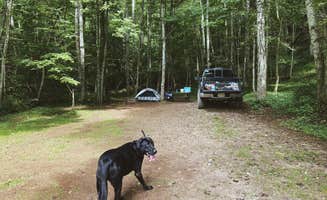 Sadie S.'s photo of camping with pets at R&D Campground near Vilas, NC