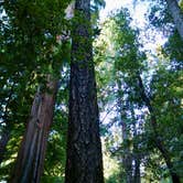 Review photo of Lower Blooms Creek — Big Basin Redwoods State Park — CAMPGROUND CLOSED by Margaux T., August 4, 2020