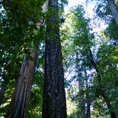 Review photo of Big Basin Redwoods State Park — Big Basin Redwoods State Park - CAMPGROUND CLOSED by Margaux T., August 4, 2020