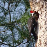 Review photo of Mike Roess Gold Head Branch State Park Campground & Cabins by Annell N., August 12, 2020