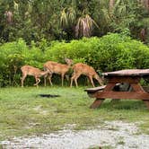 Review photo of Highlands Hammock State Park by Erika P., August 12, 2020