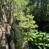 Review photo of Highlands Hammock State Park Campground by Erika P., August 12, 2020