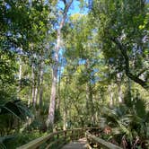 Review photo of Highlands Hammock State Park by Erika P., August 12, 2020