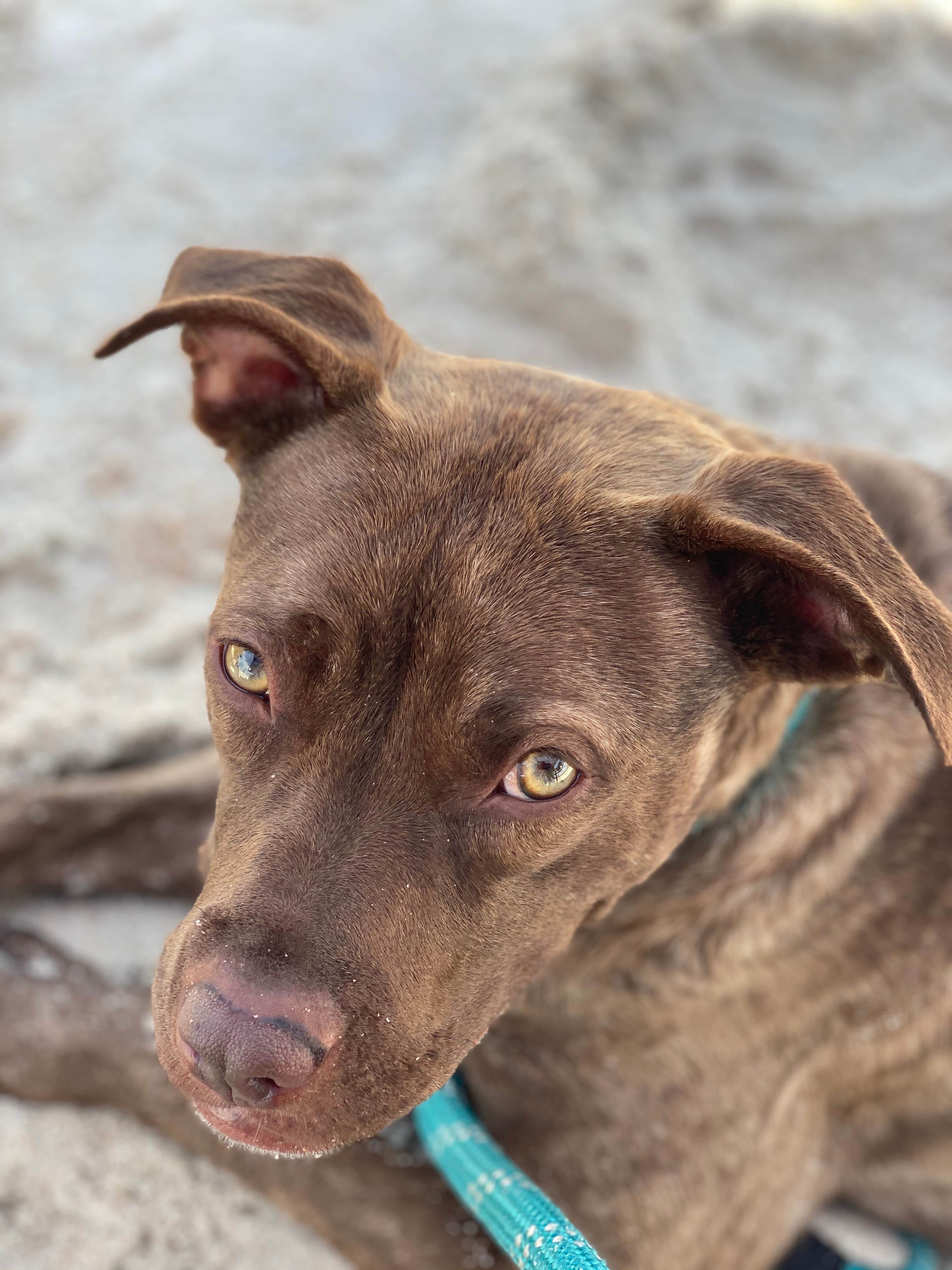 Erika P.'s photo of camping with pets at North Beach Camp Resort near Jacksonville Beach, FL