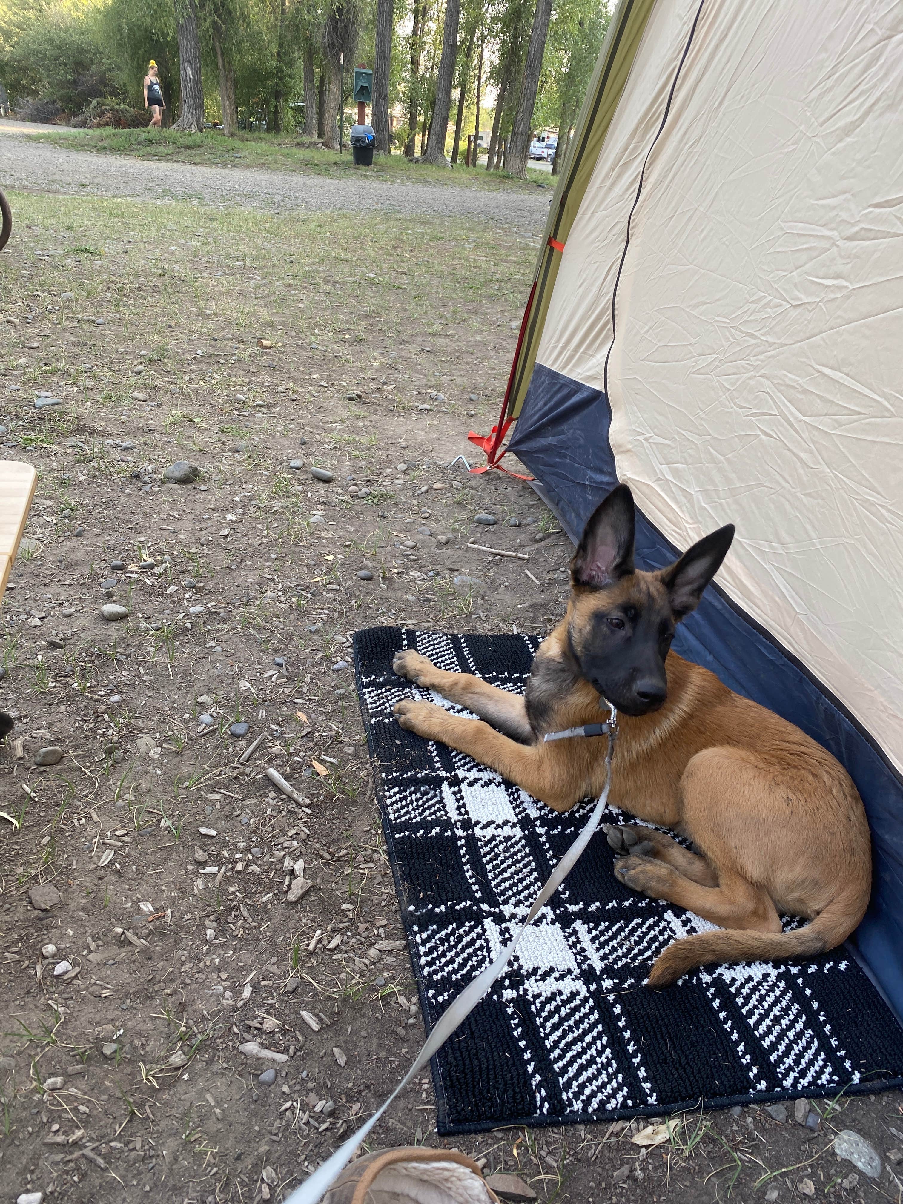 Calvin R.'s photo of camping with pets at Pagosa Riverside Campground near Pagosa Springs, CO