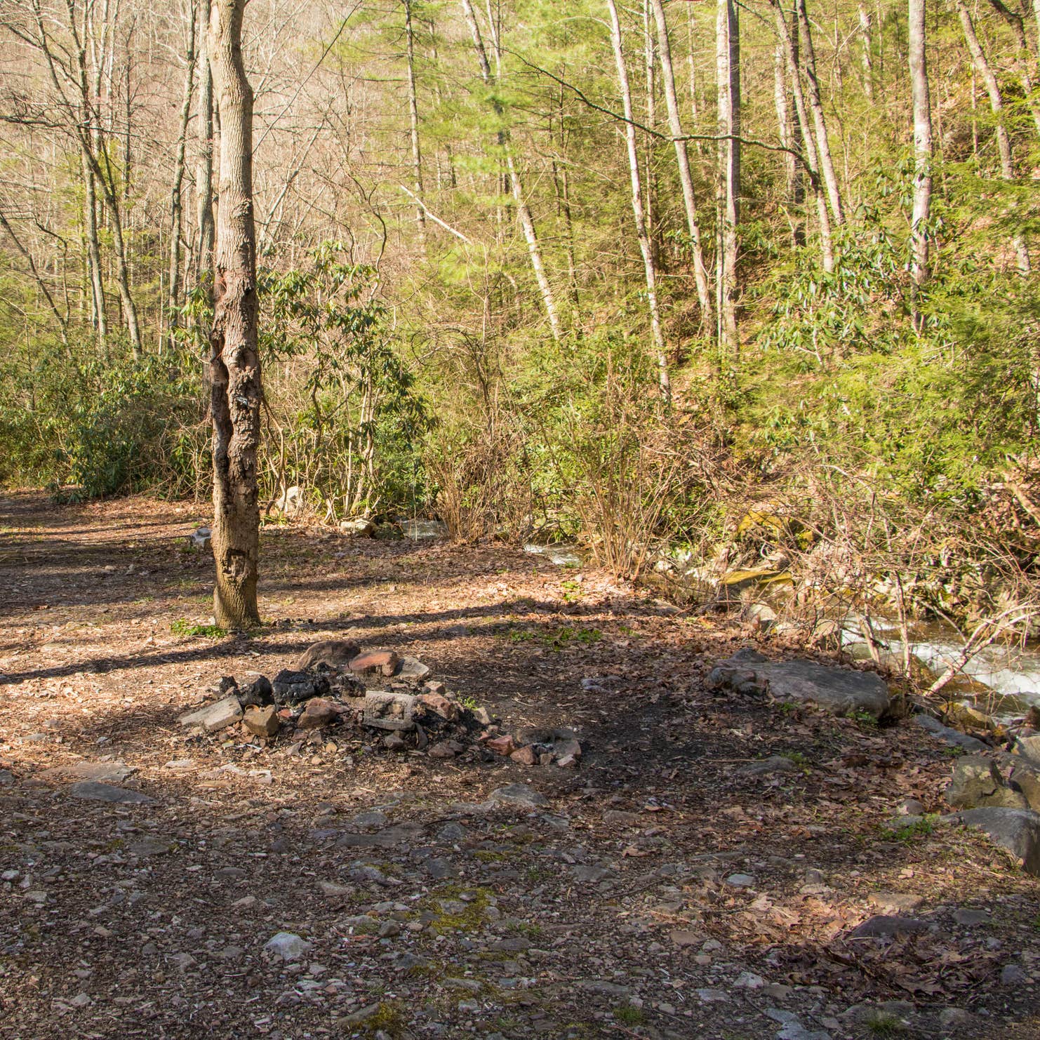 Mount Rogers National Recreation Area Camping Taylors Valley, VA