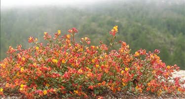 Butano Sp CLOSED DUE TO FIRES
