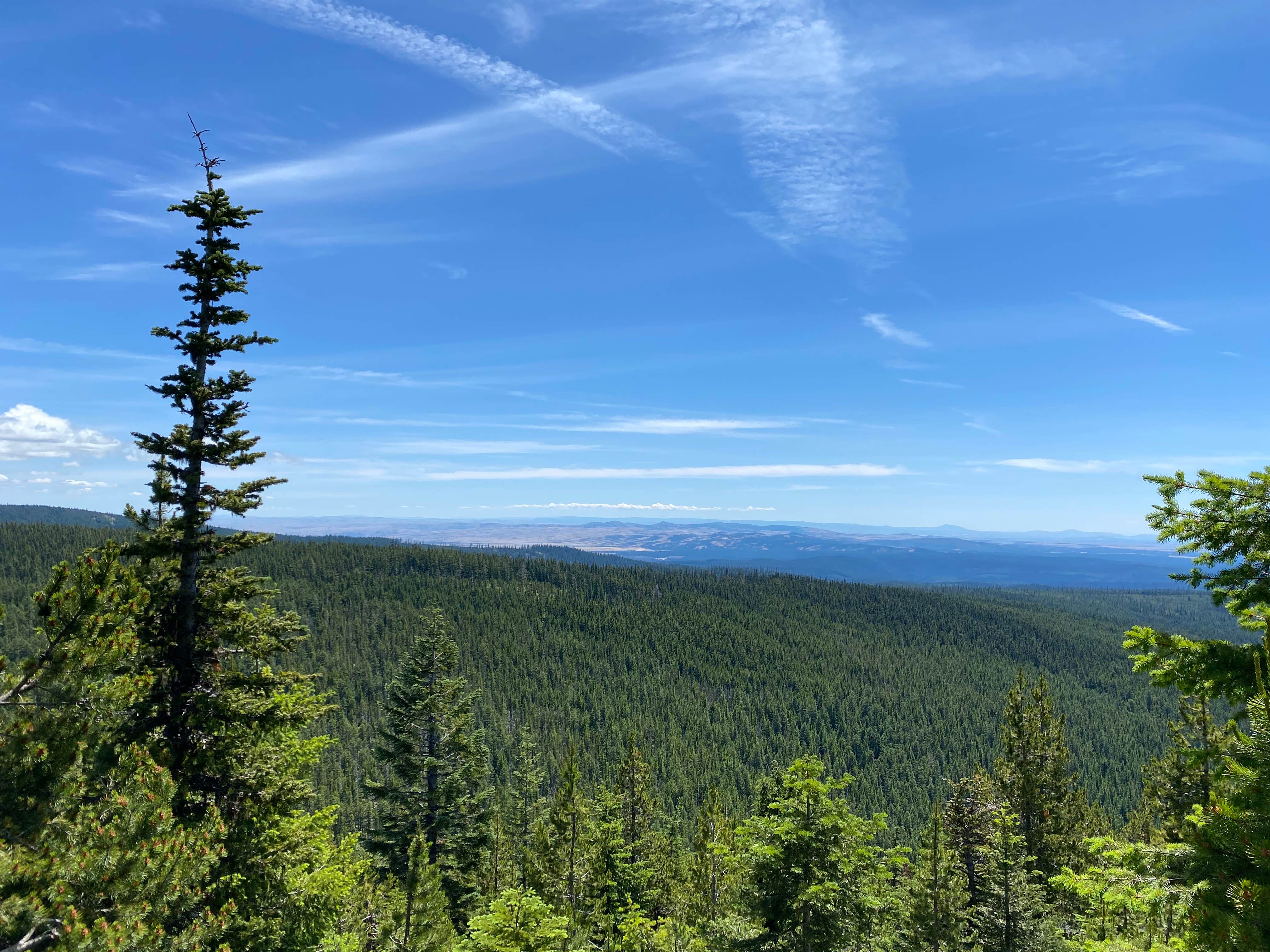 View All