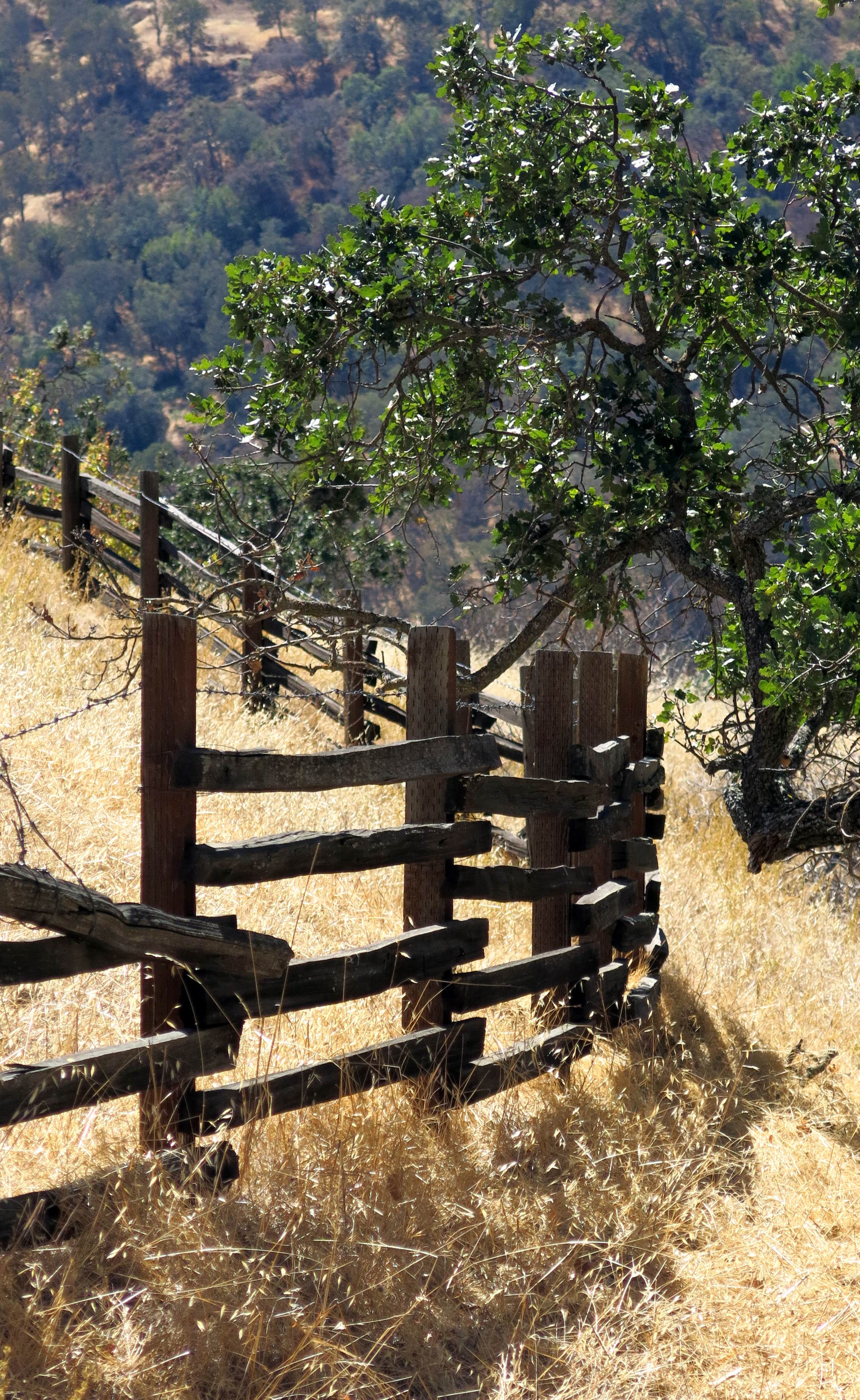 Camper submitted image from Sunol Regional Wilderness - 4