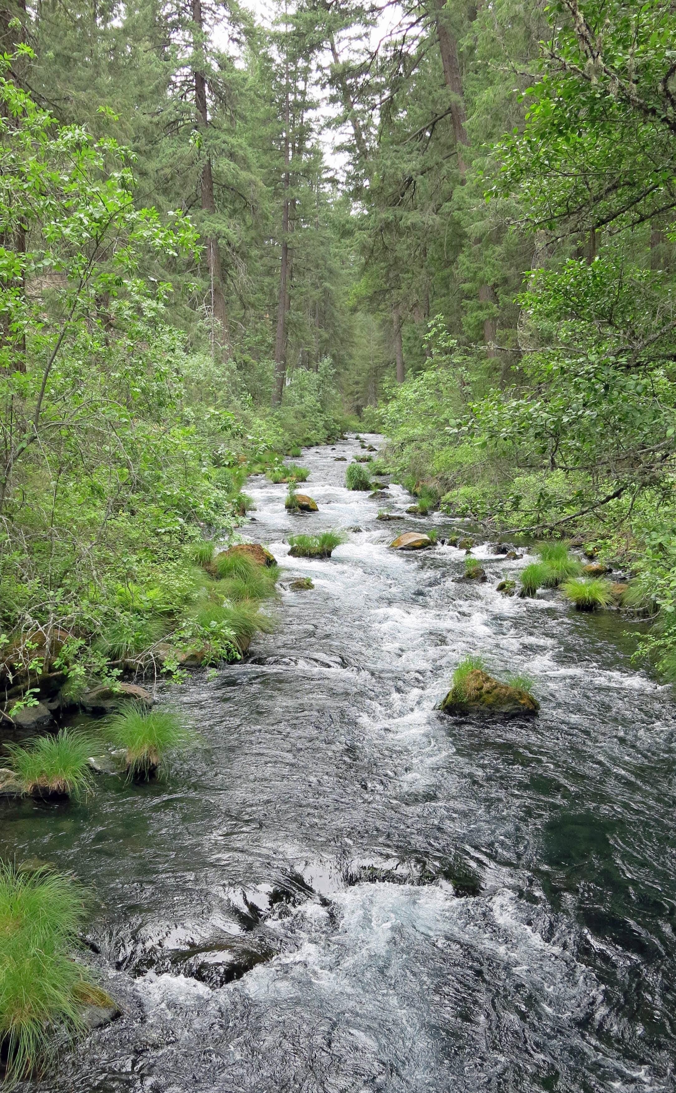 Camper submitted image from Hat Creek - 3