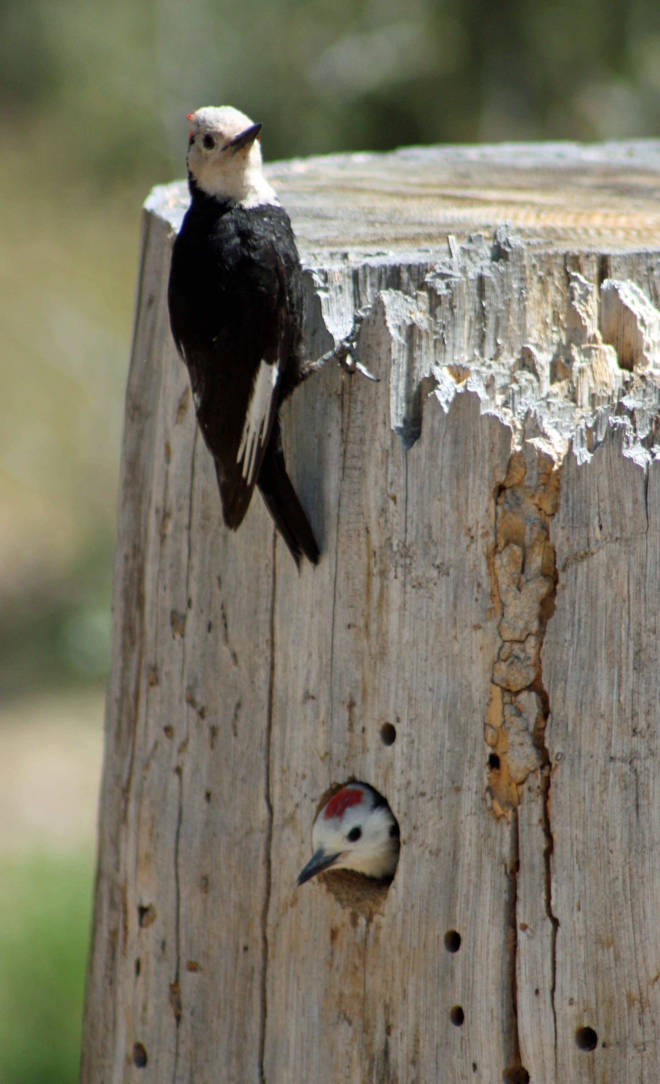 Camper-submitted photo at Hat Creek near Hat Creek, CA