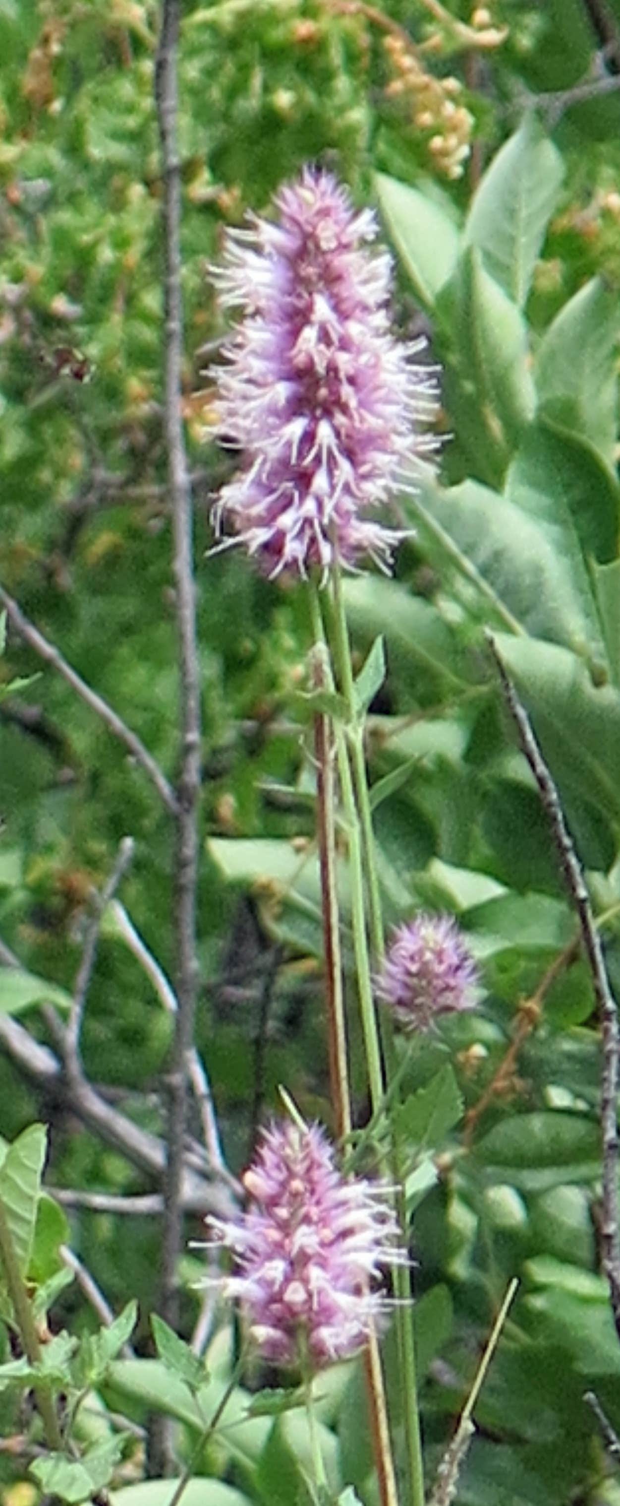 Camper-submitted photo at Hat Creek near Hat Creek, CA