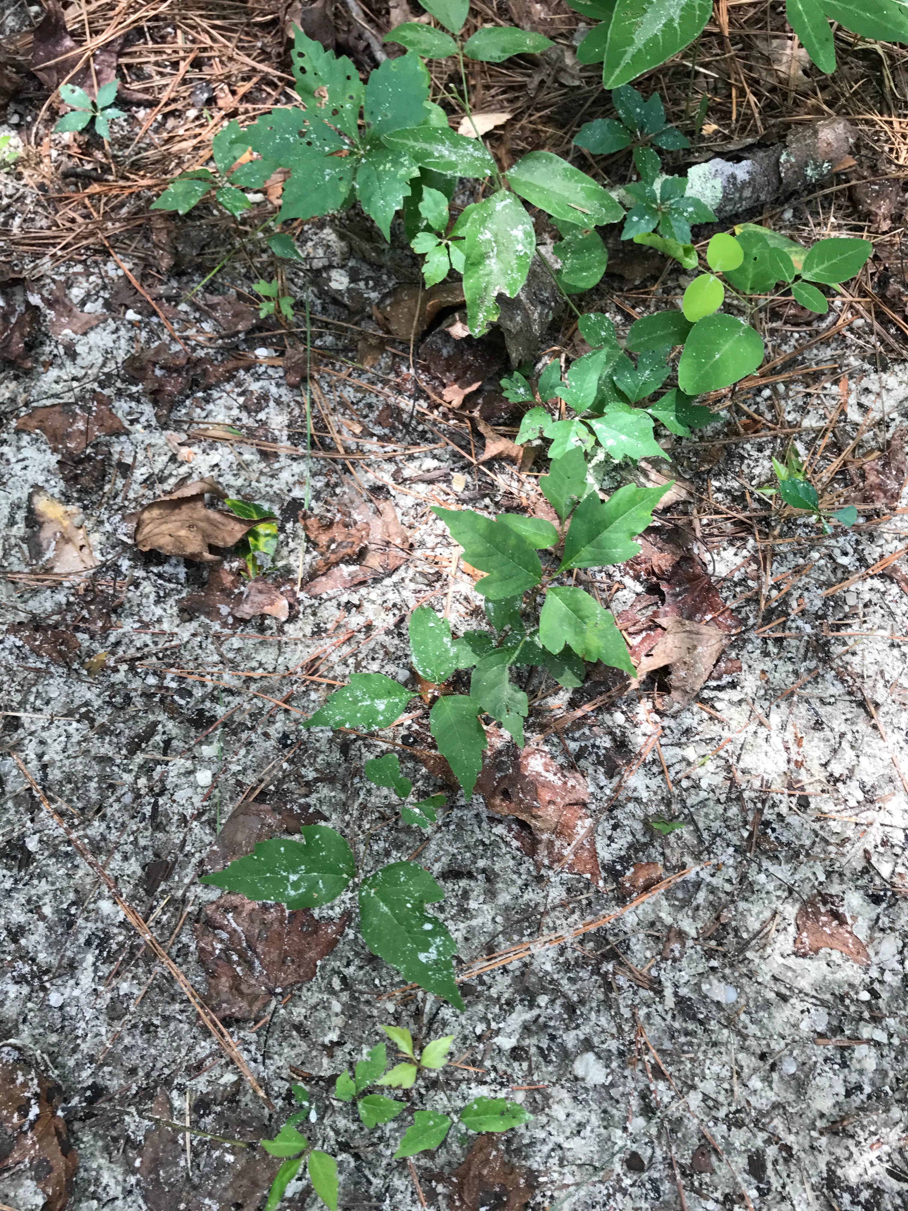 Tons of poison ivy around the hike-in sites