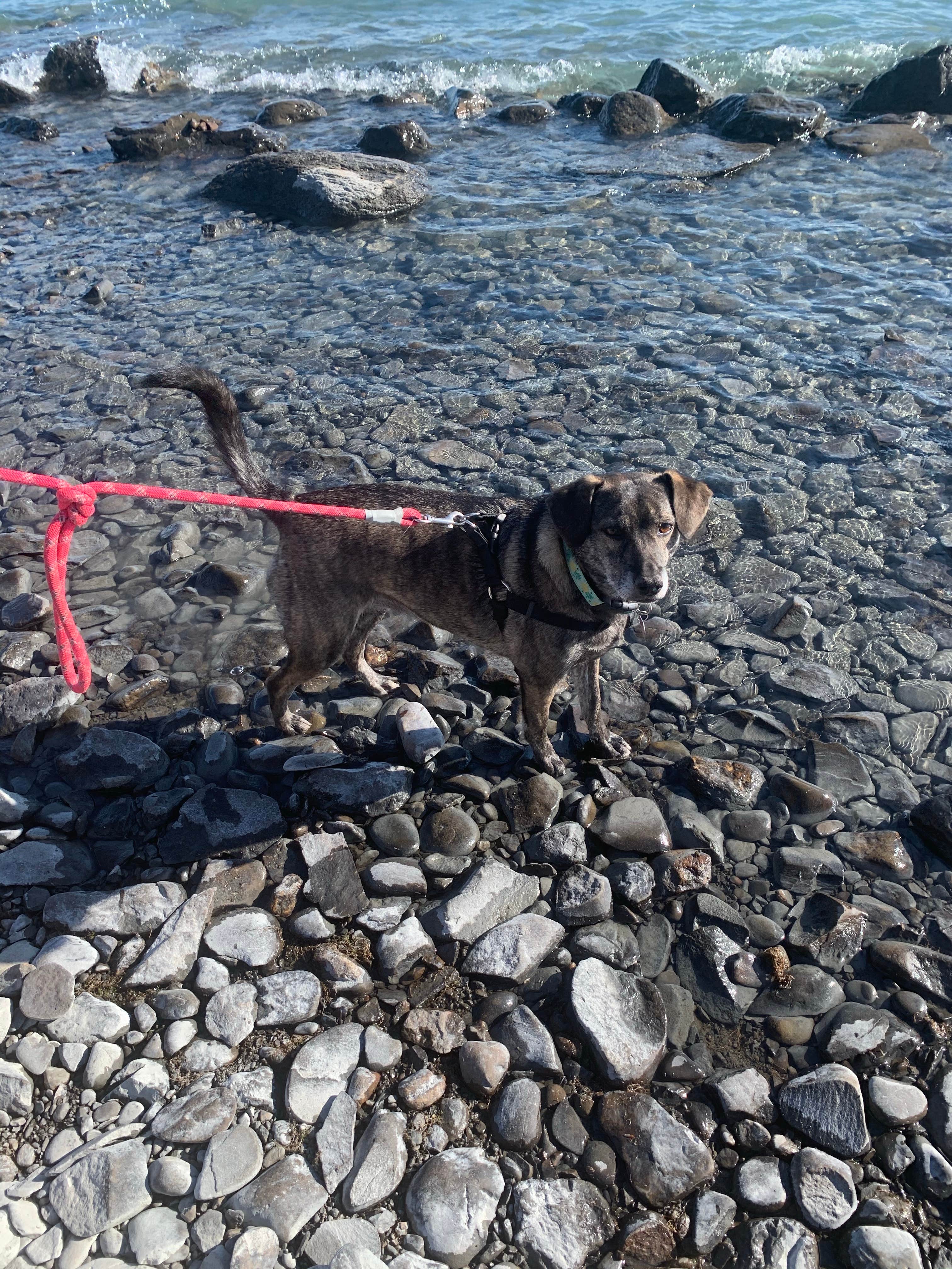 Tanya B.'s photo of camping with pets at Upper Skilak Lake Campground - Kenai National Wildlife Refuge near Cooper Landing, AK