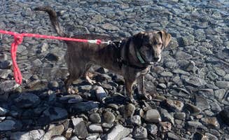 Tanya B.'s photo of camping with pets at Upper Skilak Lake Campground - Kenai National Wildlife Refuge near Ninilchik, AK
