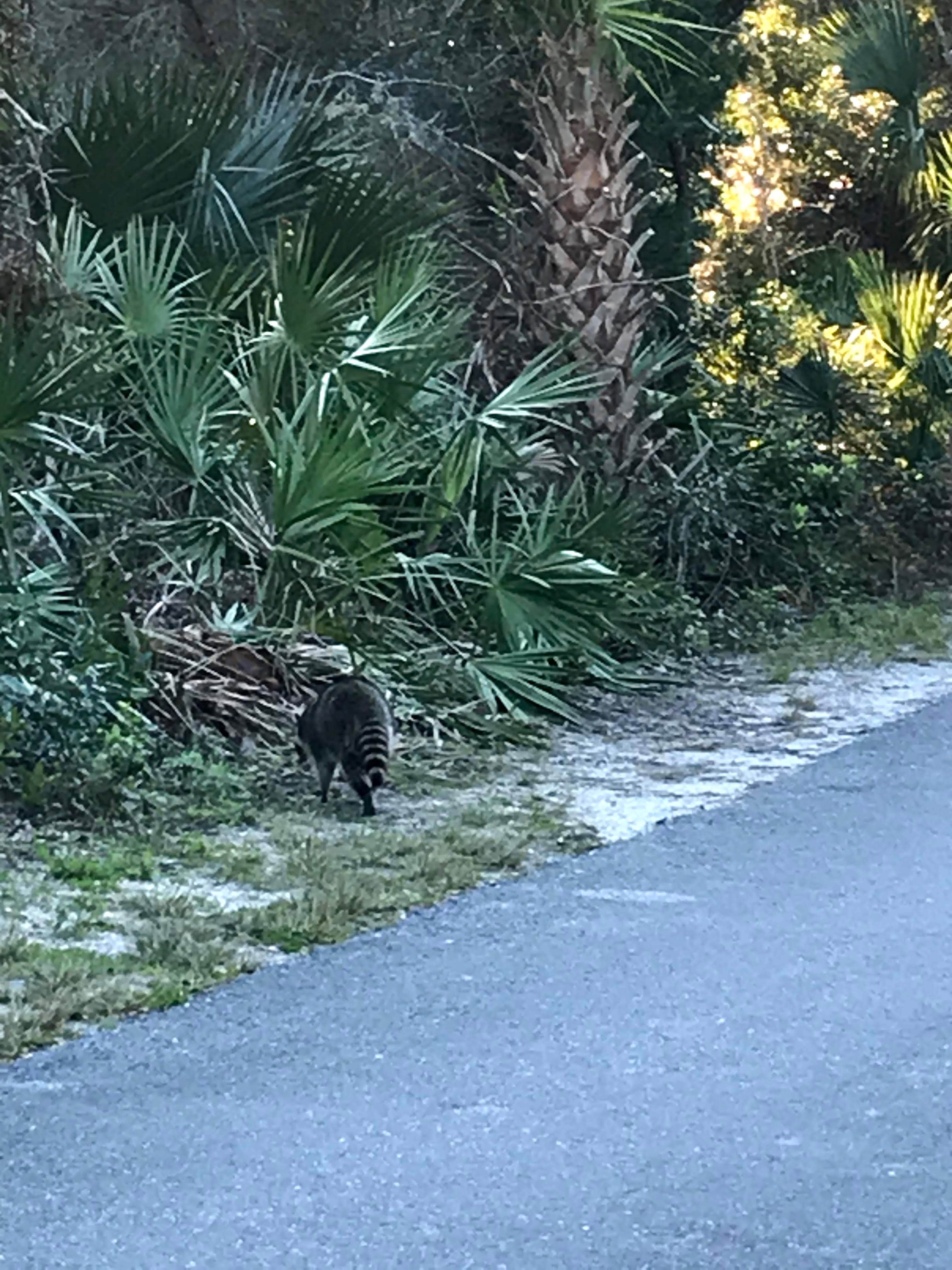 Annell N.'s photo of camping with pets at Anastasia State Park Campground near Jacksonville Beach, FL