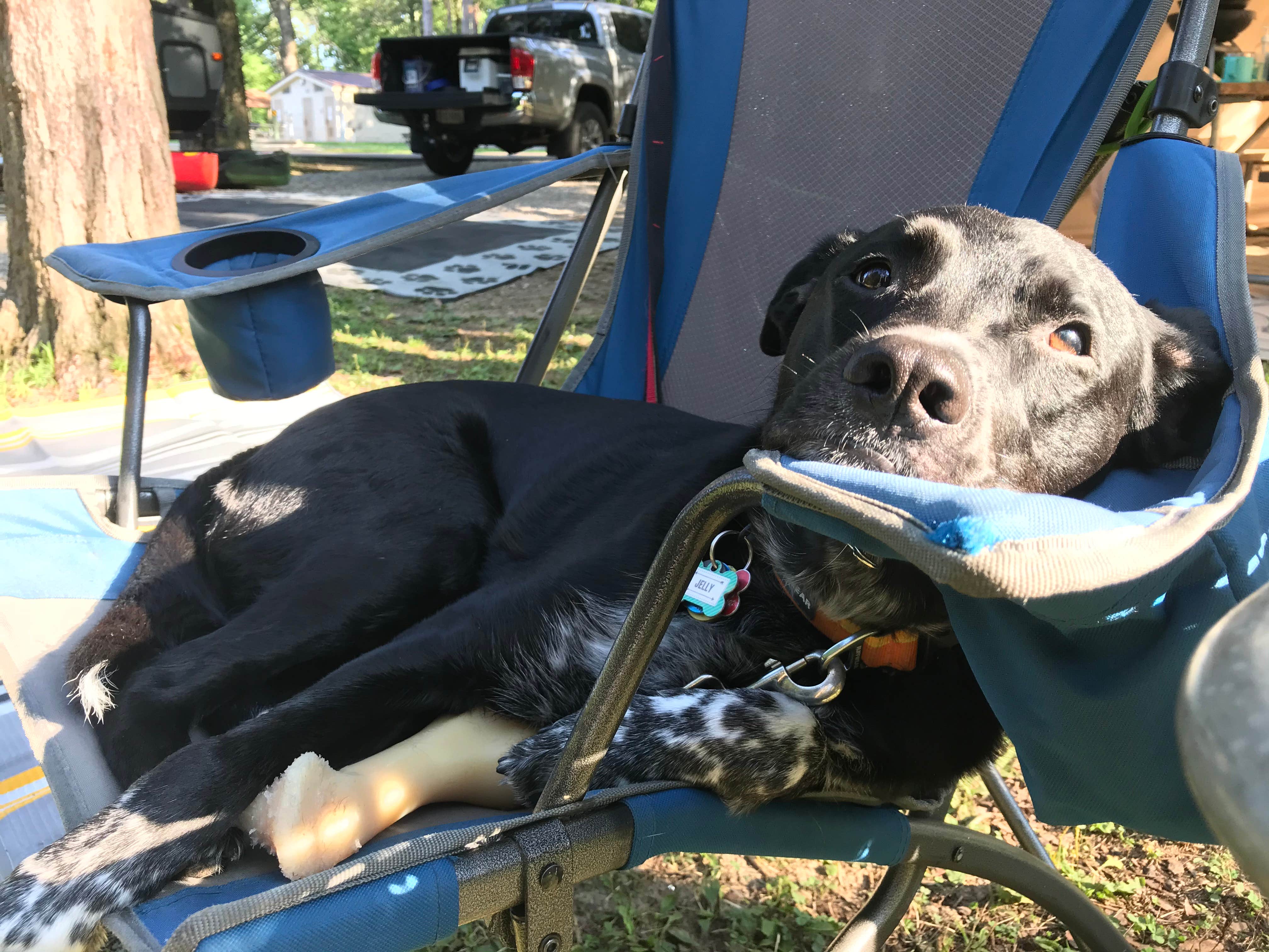 Shannon G.'s photo of camping with pets at Mt Gilead State Park Campground near Radnor, OH