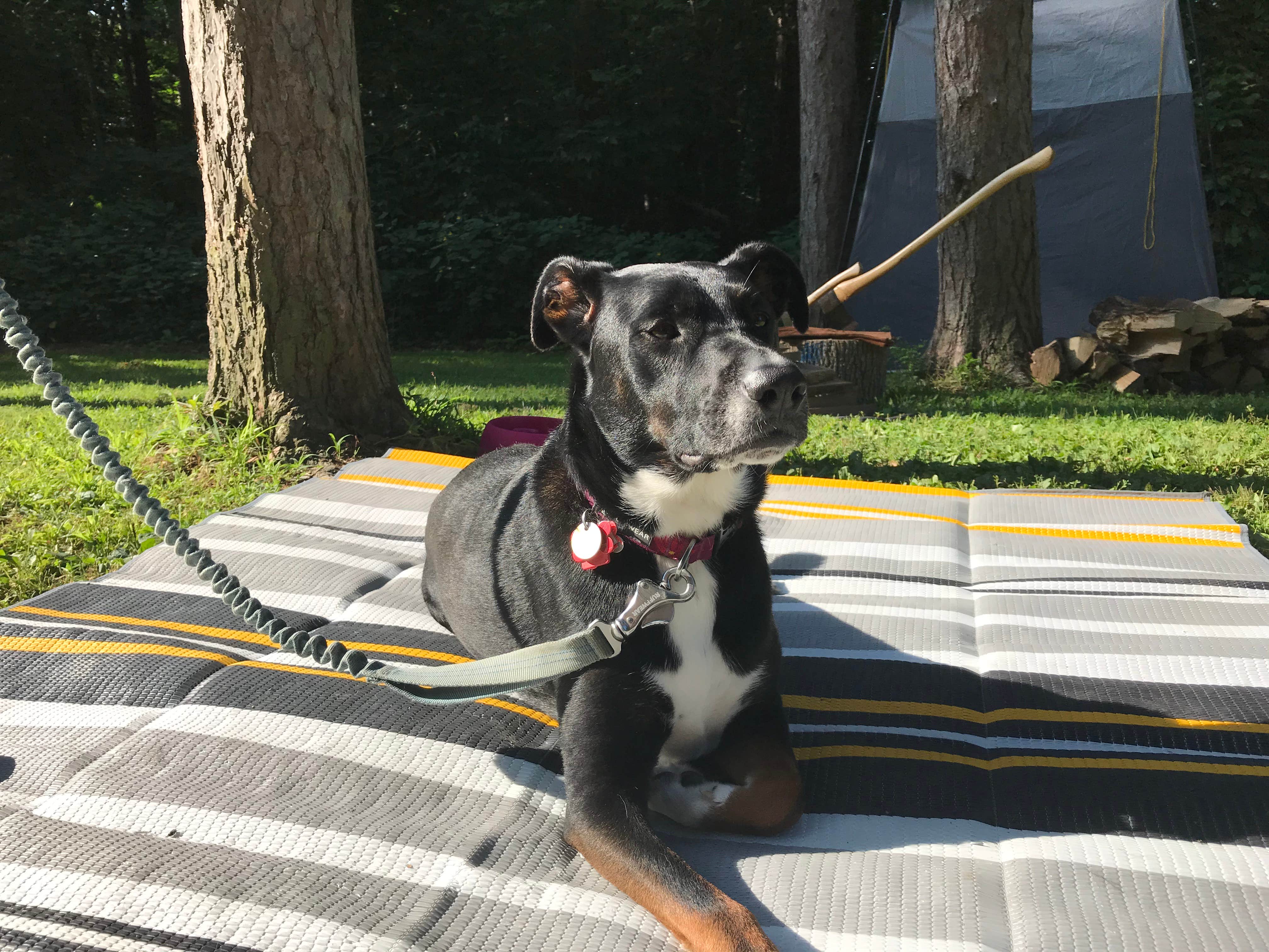 Shannon G.'s photo of camping with pets at Mt Gilead State Park Campground near New Albany, OH