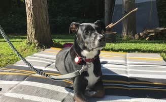 Shannon G.'s photo of camping with pets at Mt Gilead State Park Campground near Willard, OH