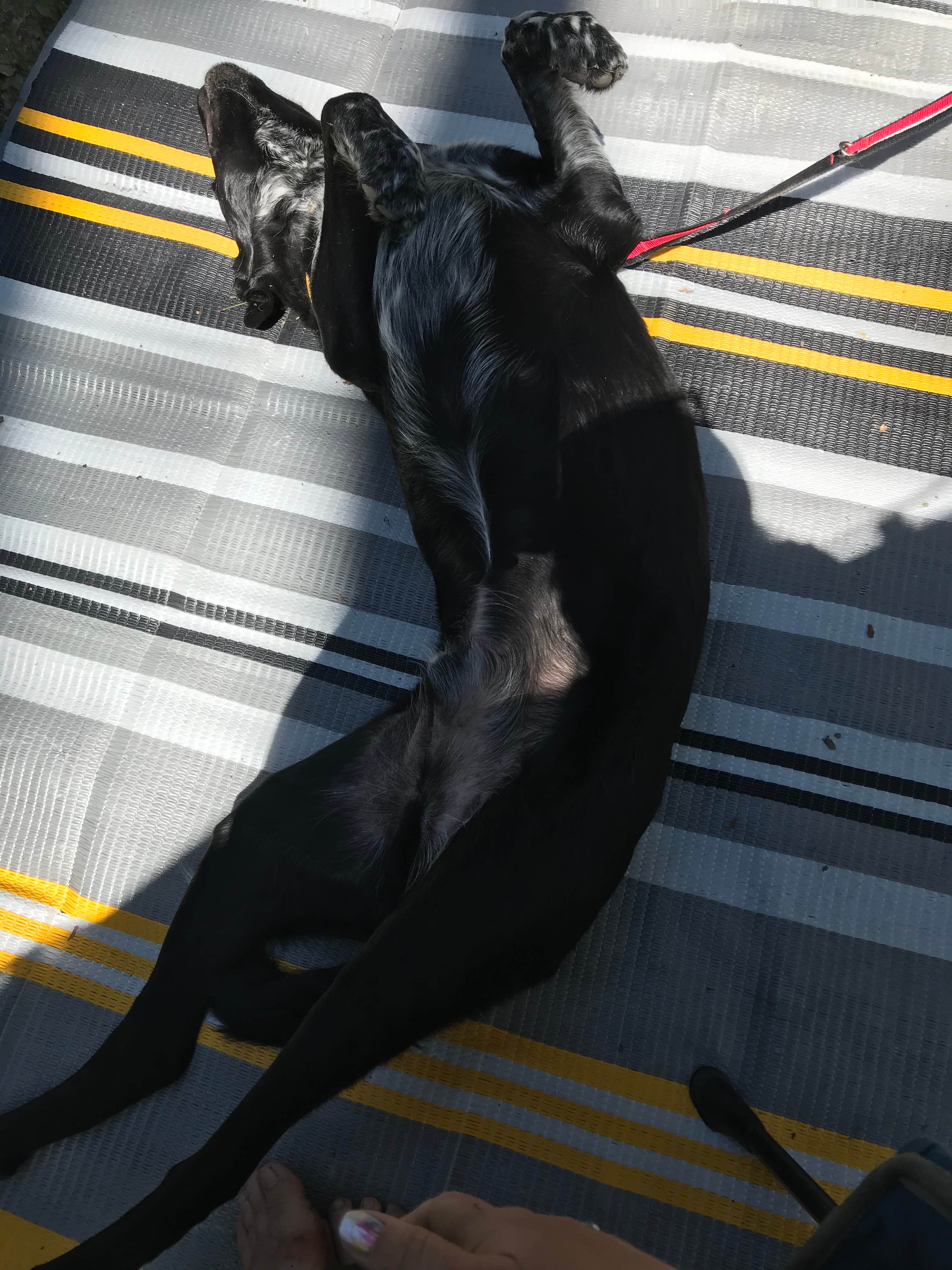 Shannon G.'s photo of camping with pets at Mt Gilead State Park Campground near Radnor, OH