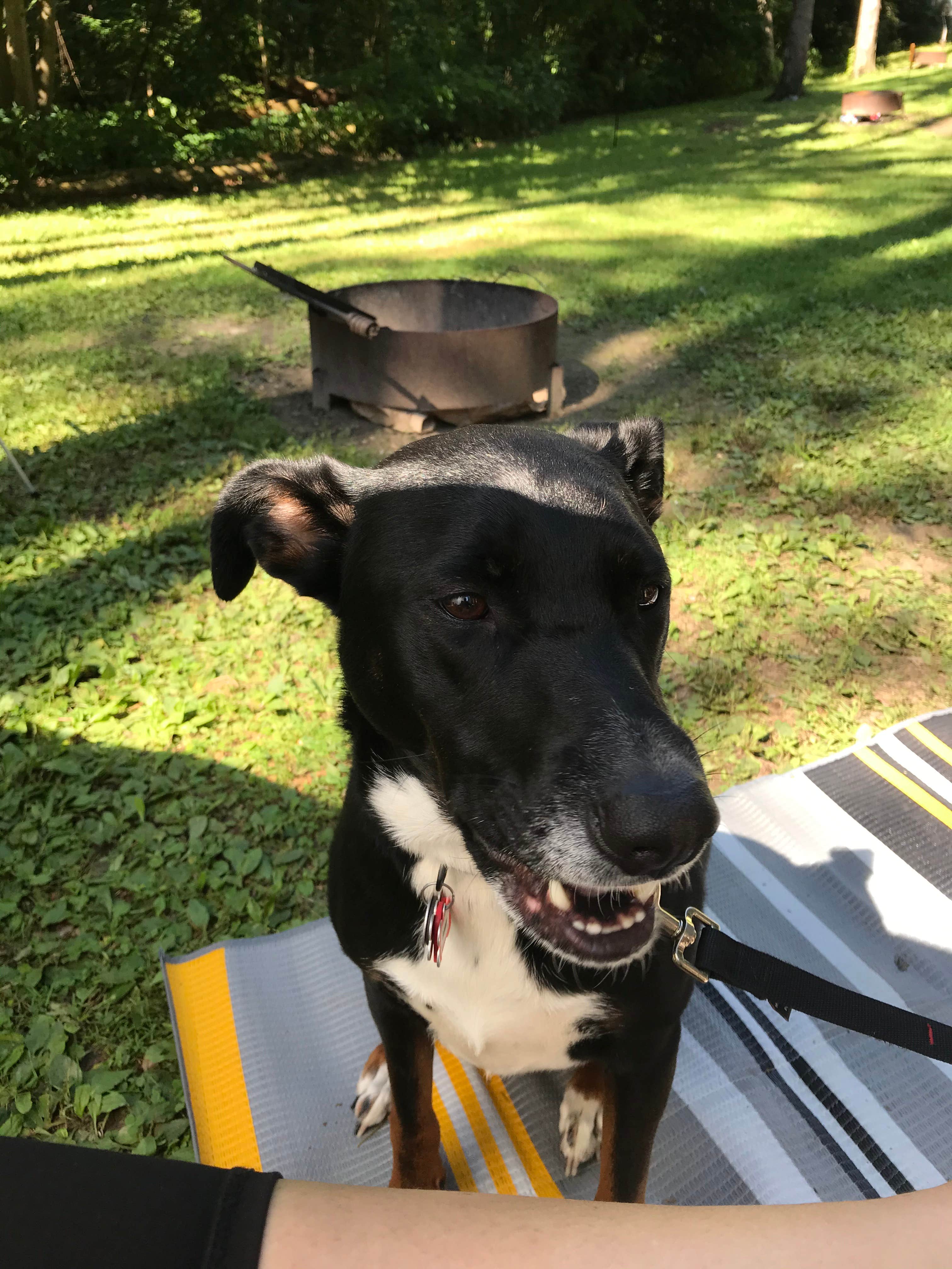 Shannon G.'s photo of camping with pets at Mt Gilead State Park Campground near Mansfield, OH