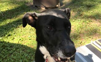 Shannon G.'s photo of camping with pets at Mt Gilead State Park Campground near Melmore, OH