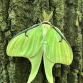 Review photo of Mt Gilead State Park Campground by Shannon G., August 13, 2020