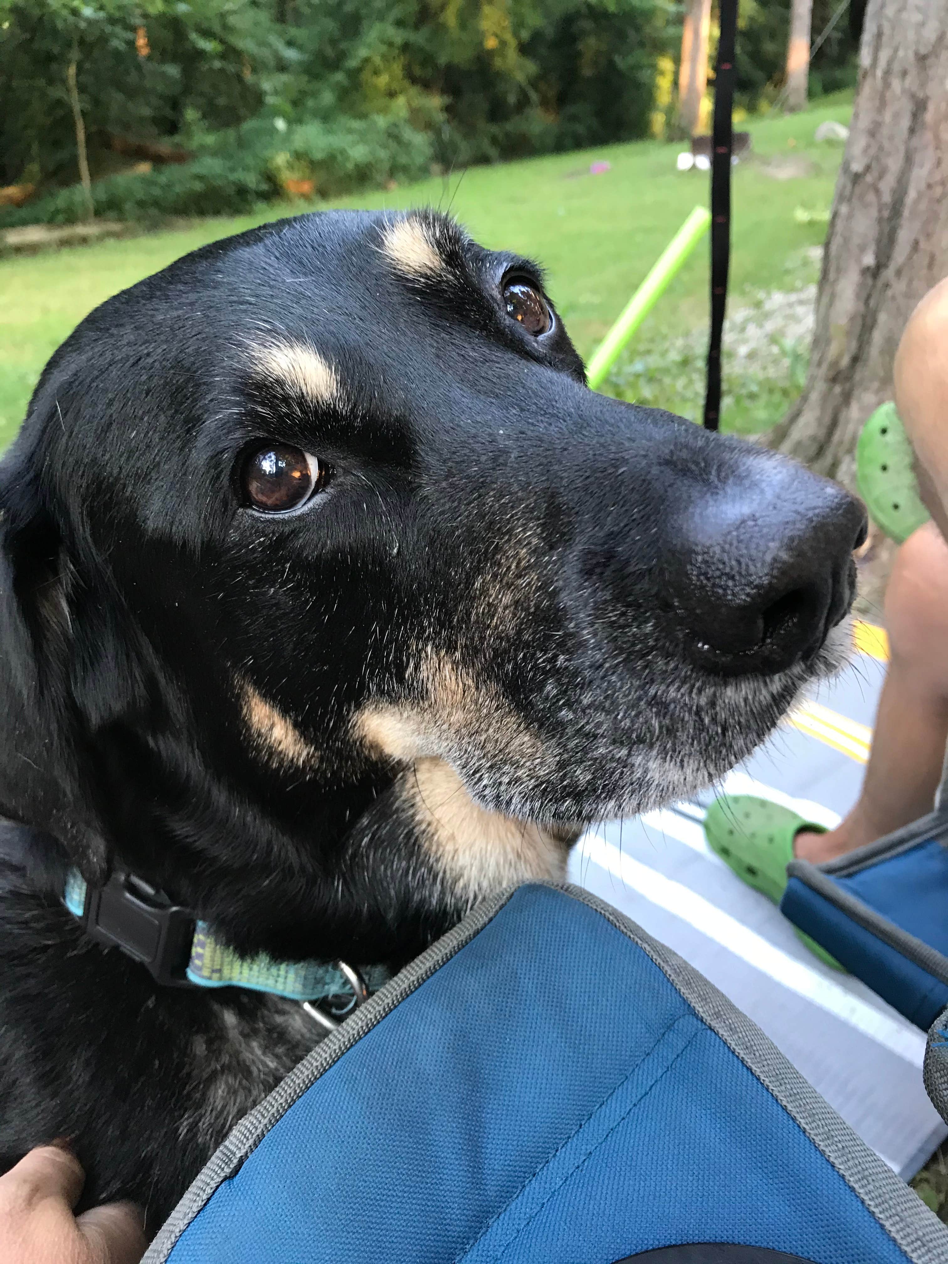 Shannon G.'s photo of camping with pets at Mt Gilead State Park Campground near Columbus, OH