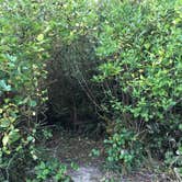 Review photo of South Beach State Park Campground by Molly Y., August 13, 2020