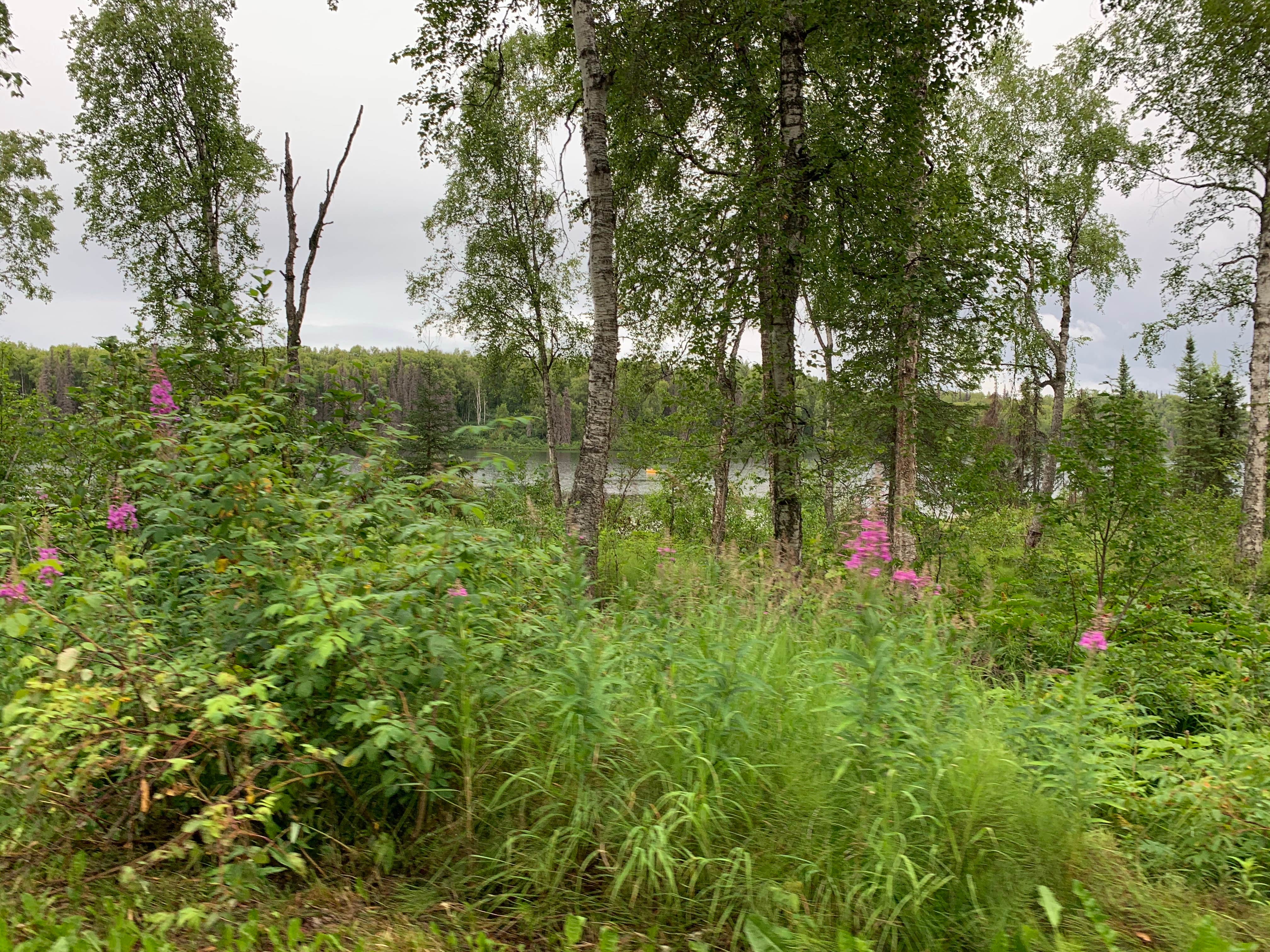 Camper-submitted photo at Nancy Lake State Recreation Site Campground near Talkeetna, AK