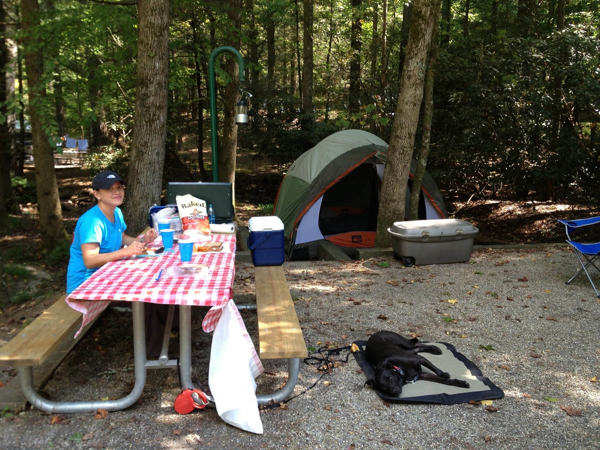 Camper submitted image from Vogel State Park Campground - 4