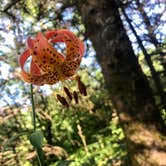 Review photo of Jay Cooke State Park Campground by Molly Y., August 13, 2020