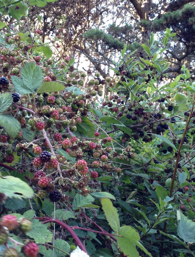 Camper-submitted photo at Mackerricher State Park Campground in California