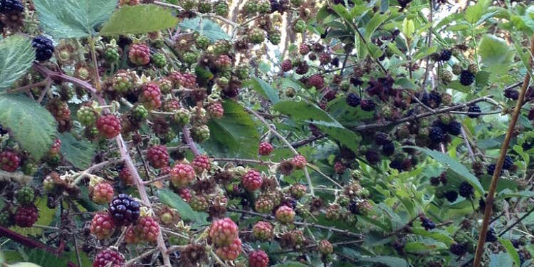 Camper submitted image from Mackerricher State Park Campground