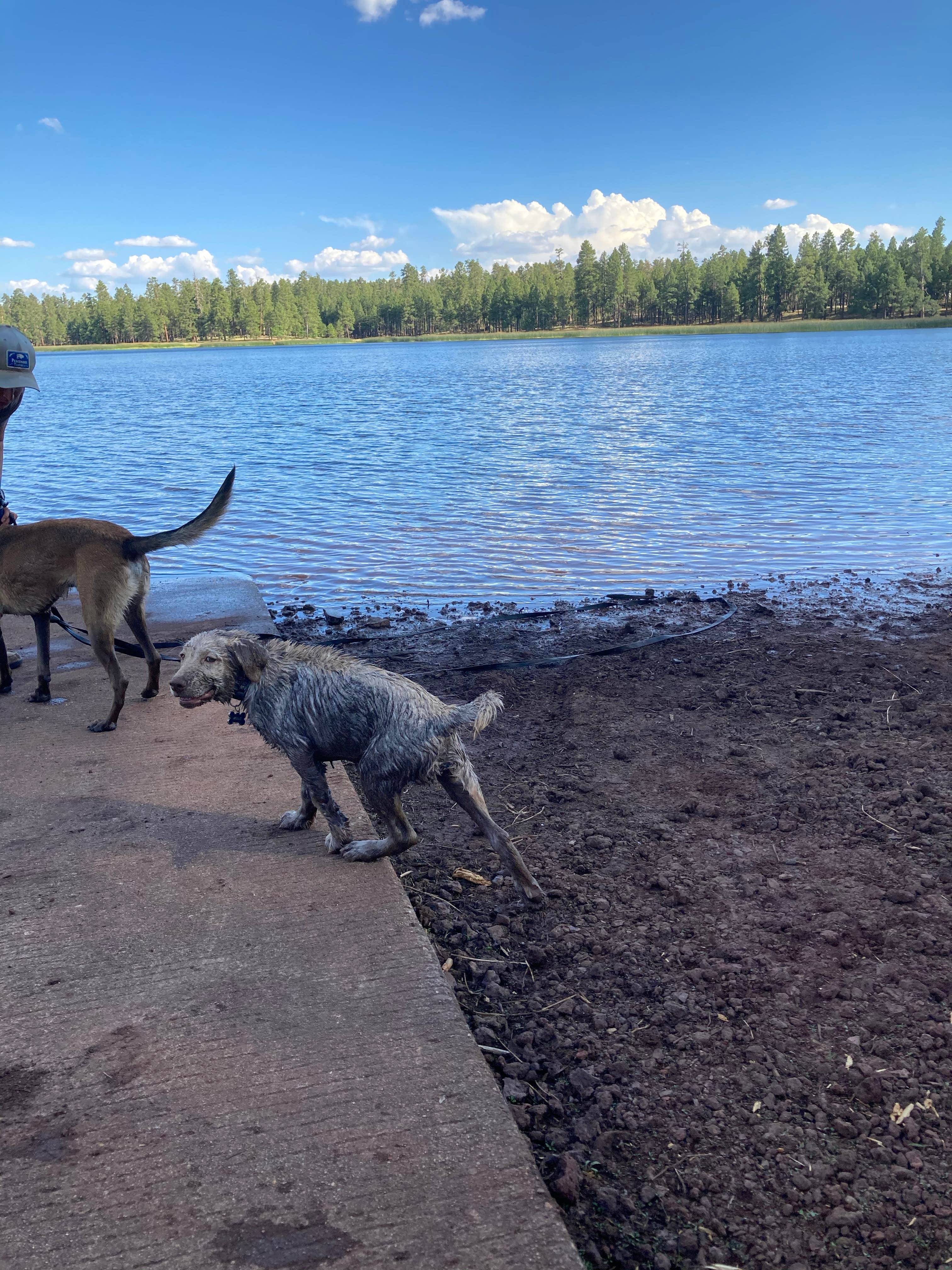Overland Pioneer ⛺.'s photo of camping with pets at White Horse Lake Campground near Williams, AZ