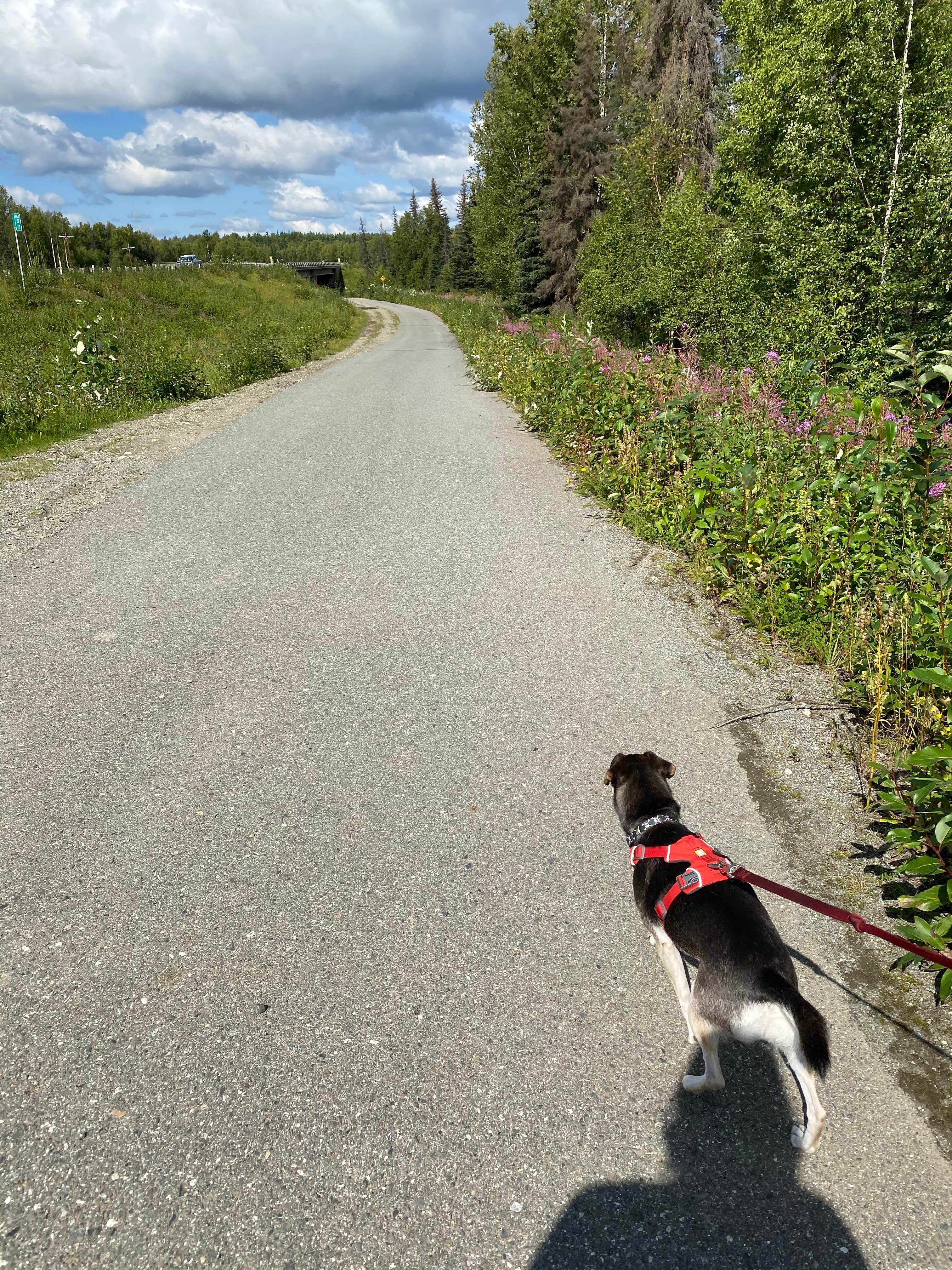 Tanya B.'s photo of camping with pets at Little Susitna Campground near Anchorage, AK