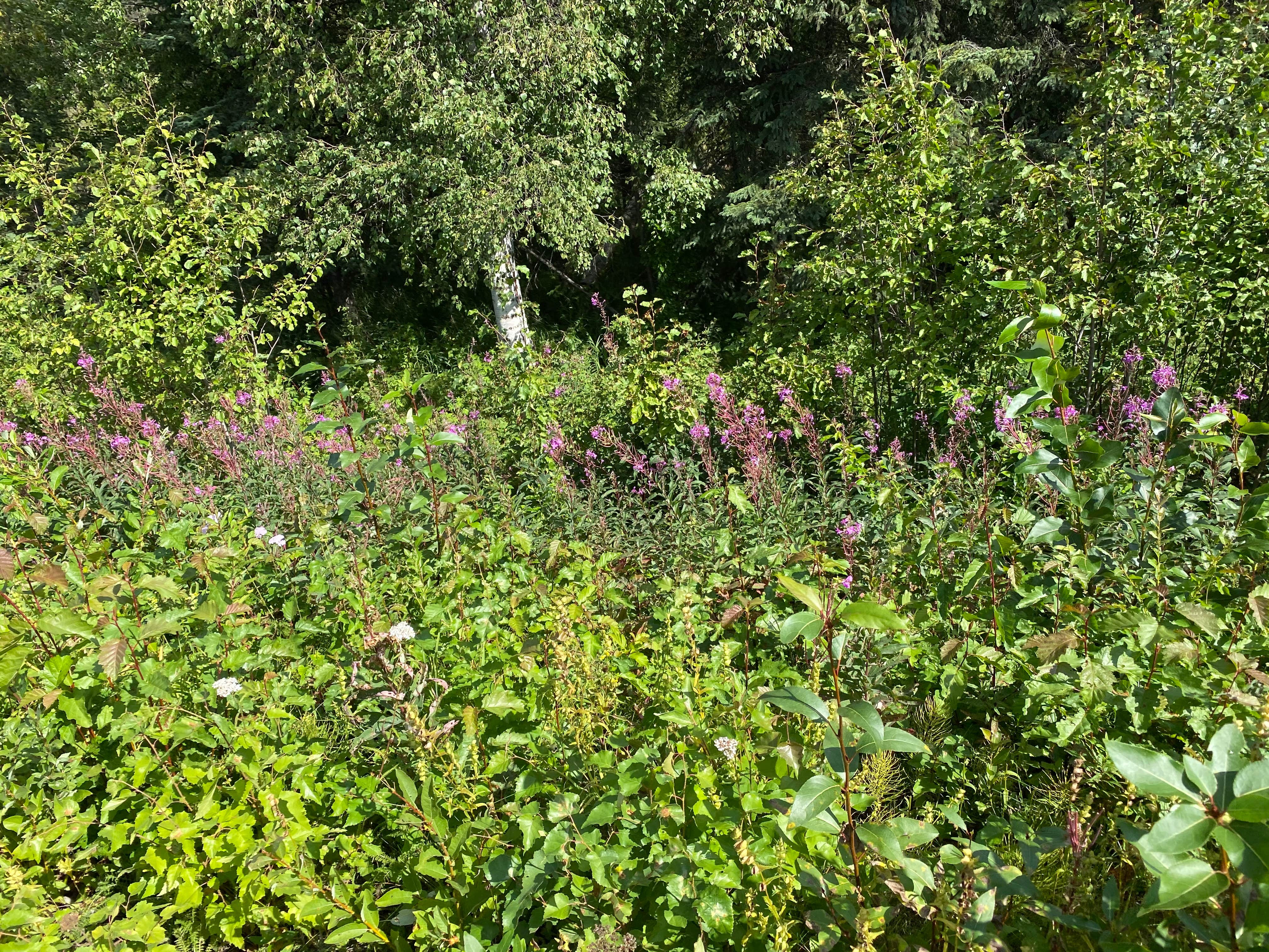 Camper-submitted photo at Little Susitna Campground near Willow, AK