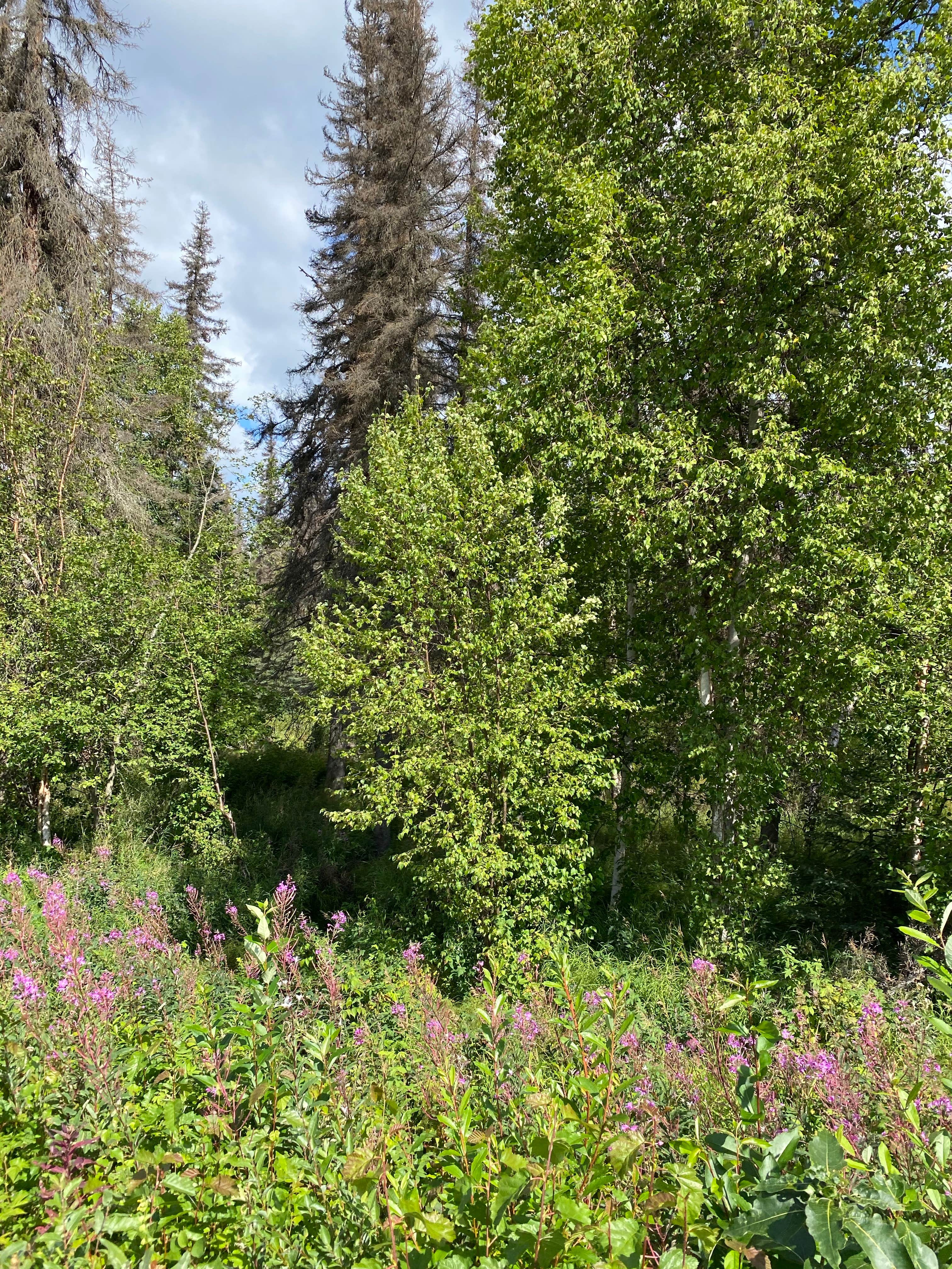 Camper-submitted photo at Little Susitna Campground near Willow, AK