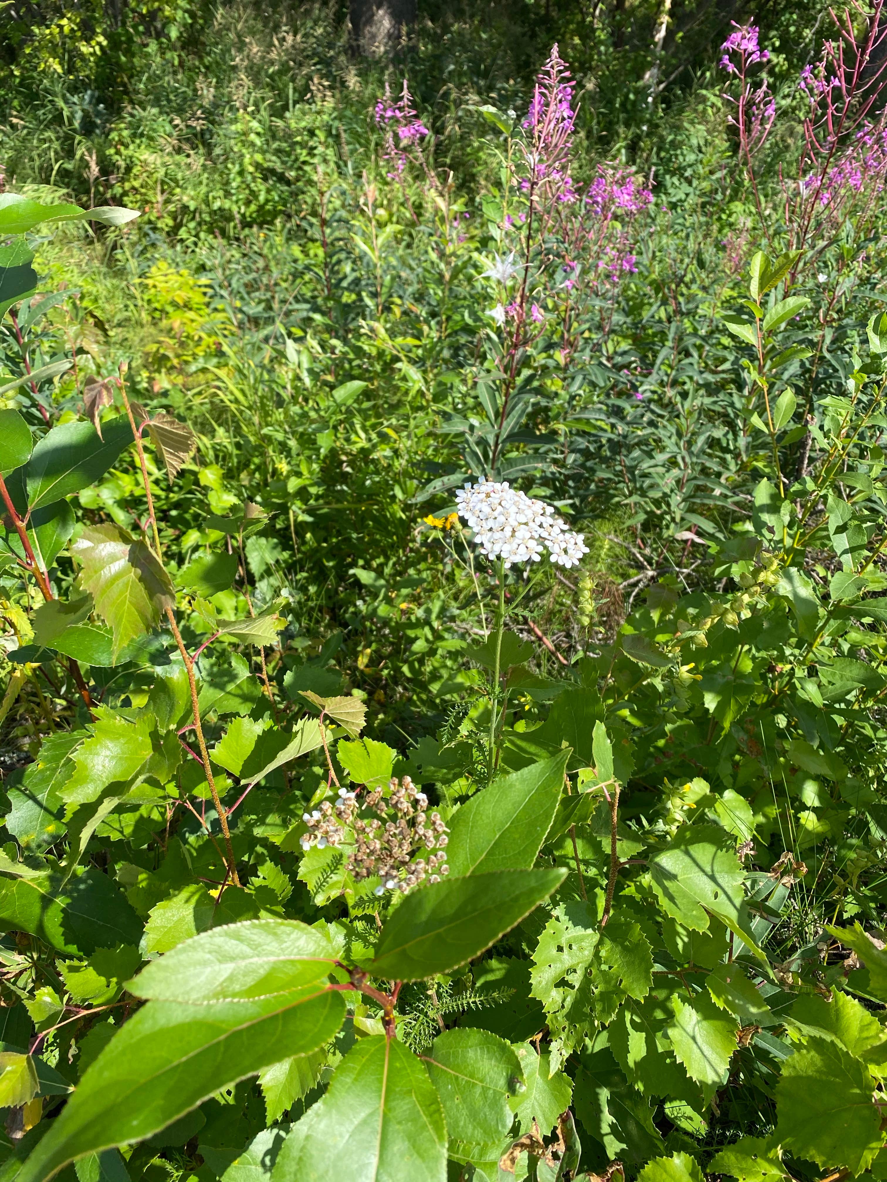 Camper-submitted photo at Little Susitna Campground near Willow, AK