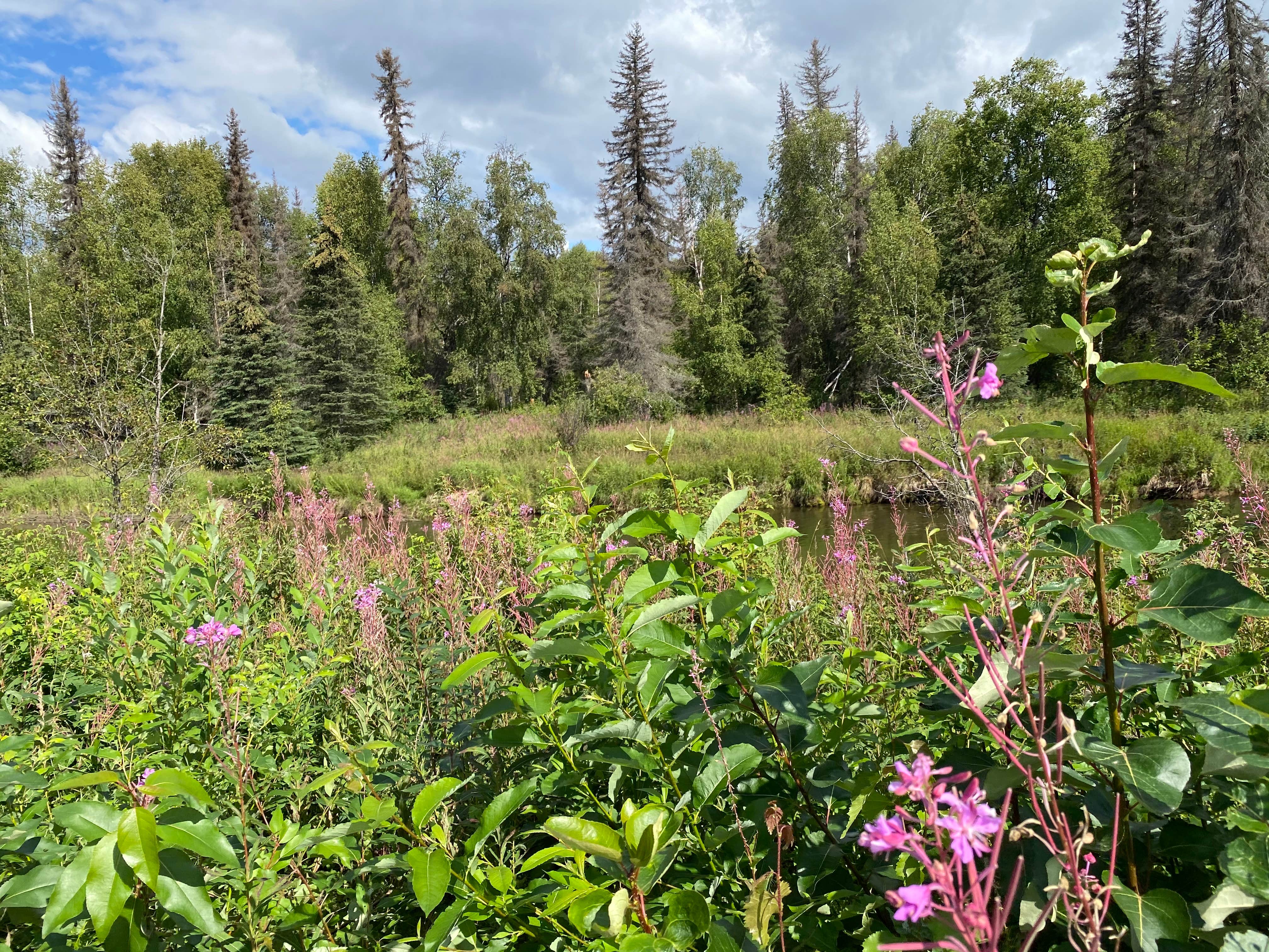Camper-submitted photo at Little Susitna Campground near Willow, AK