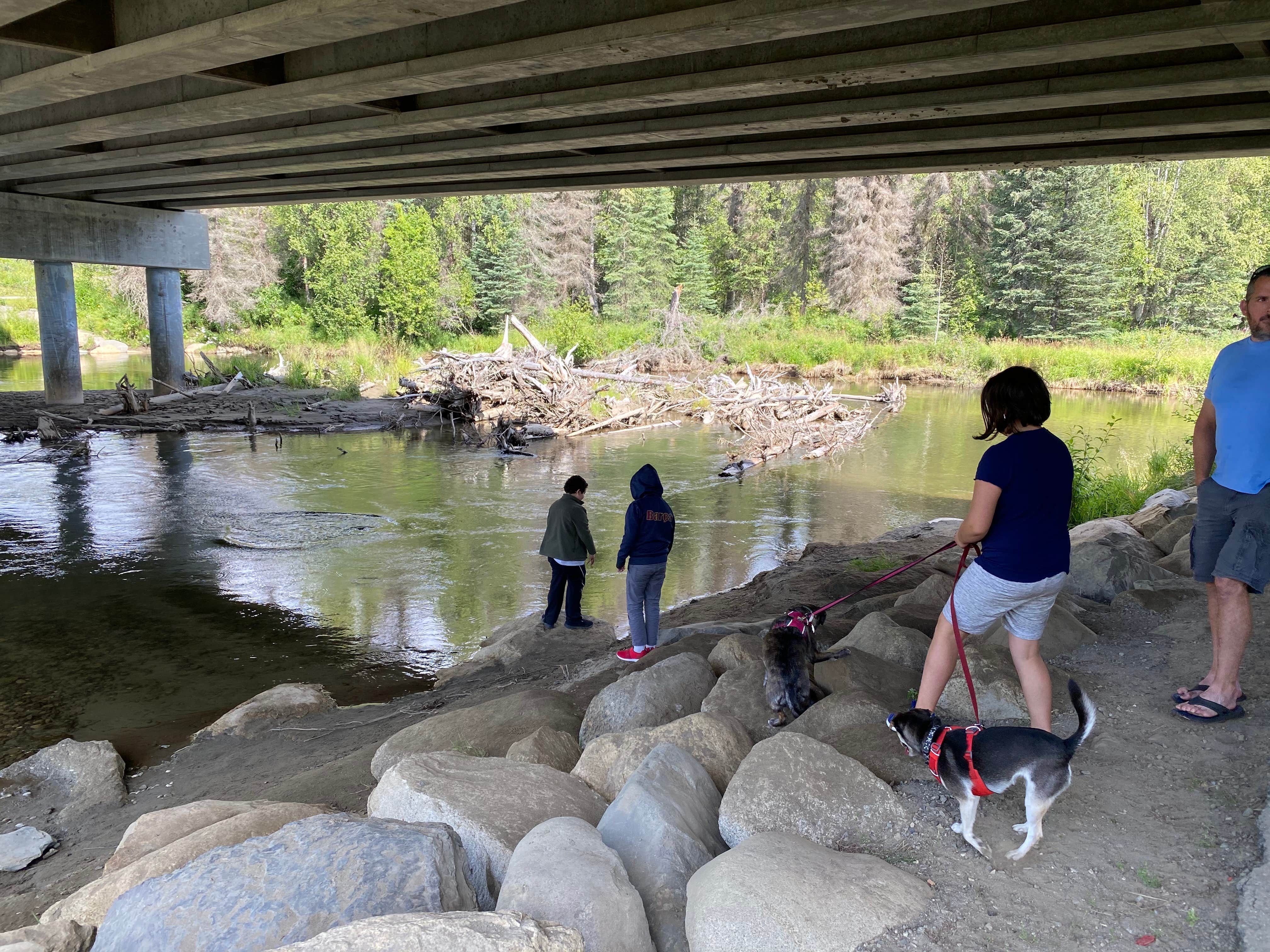 Camper submitted image from Little Susitna Campground - 1