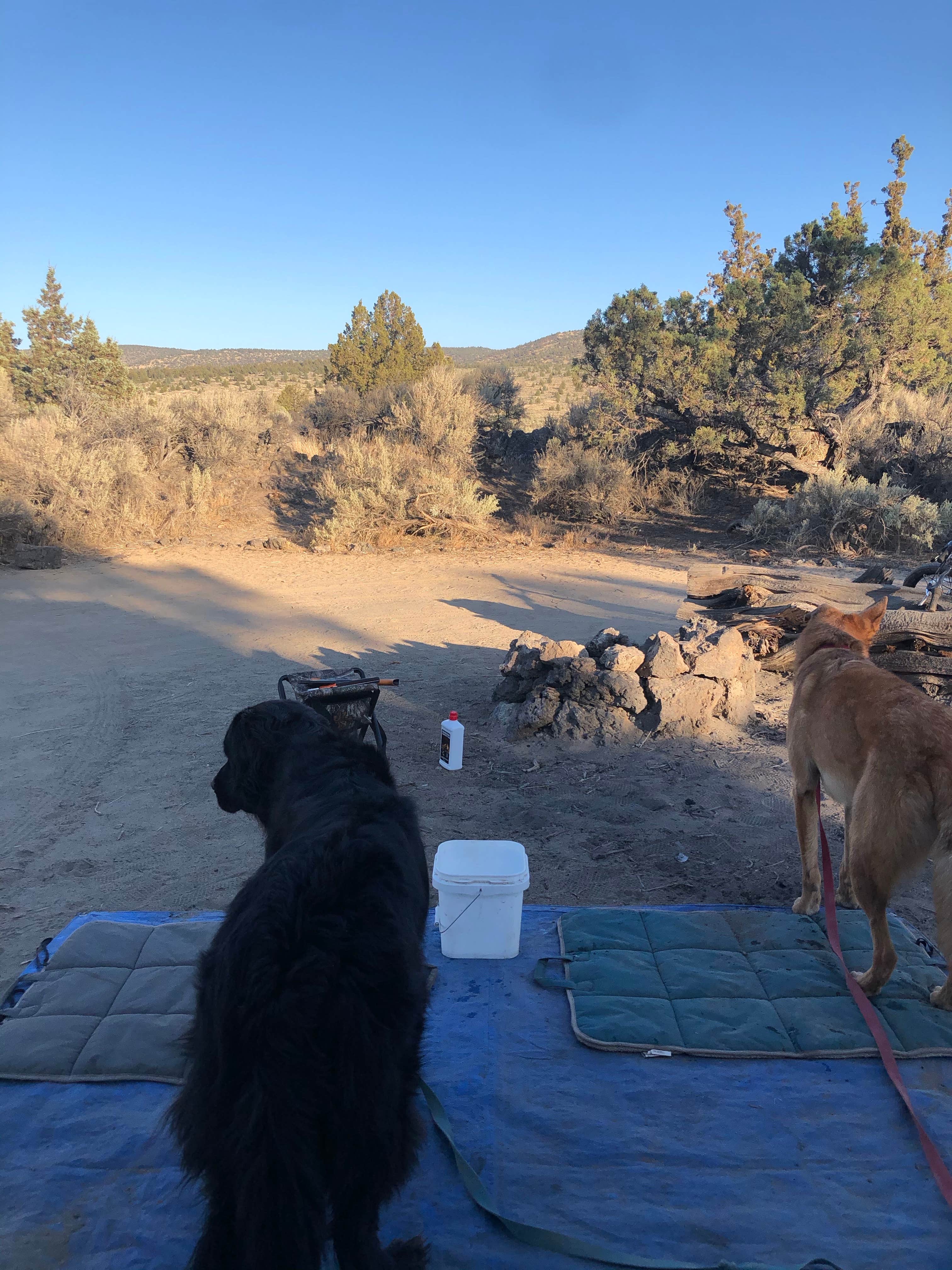 Alex P.'s photo of camping with pets at Oregon Badlands Dispersed near Central Oregon