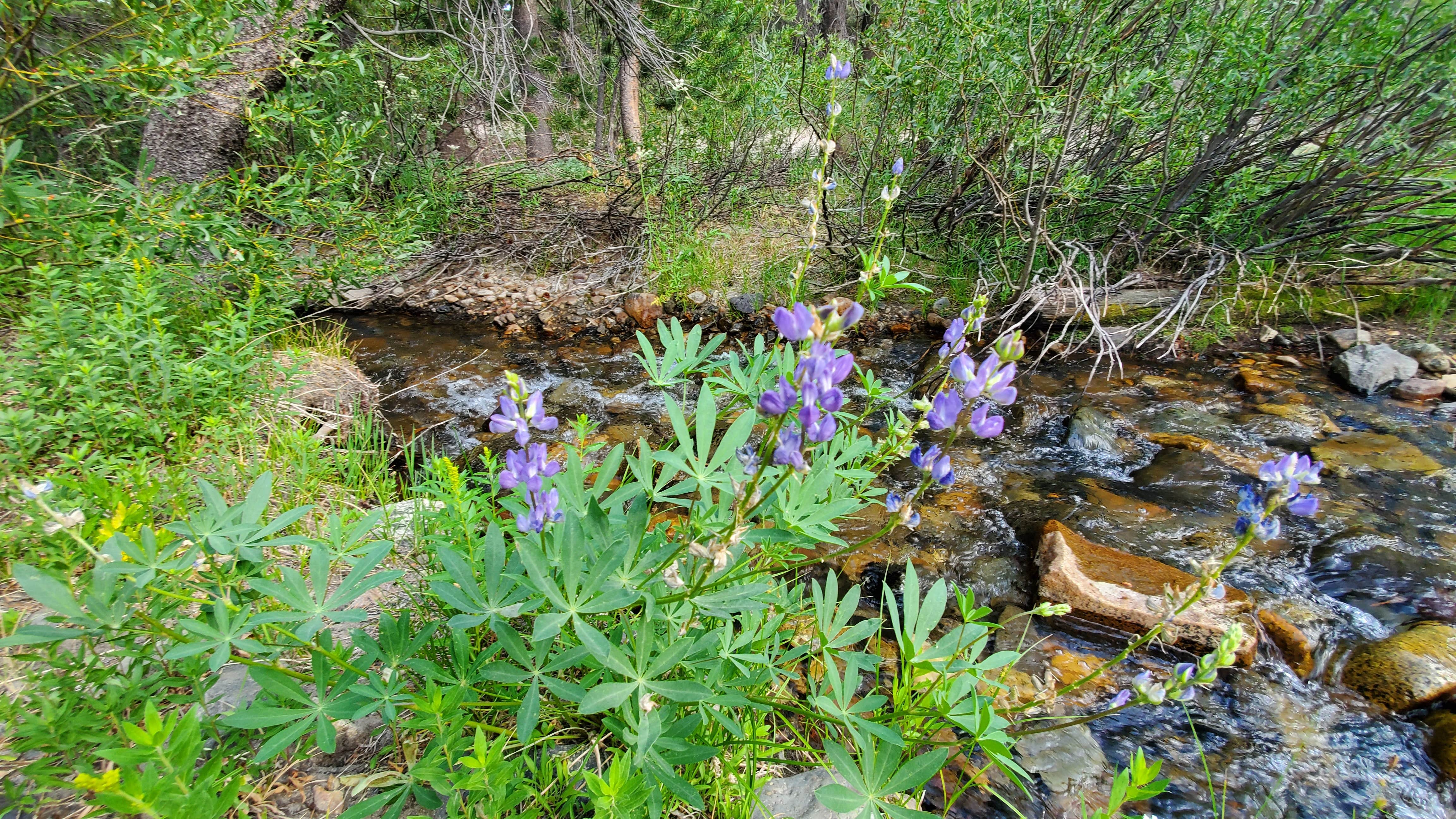 Camper-submitted photo at Upper Deadman Creek near Devils Postpile National Monument
