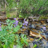 Review photo of Upper Deadman Creek by Marc H., August 14, 2020