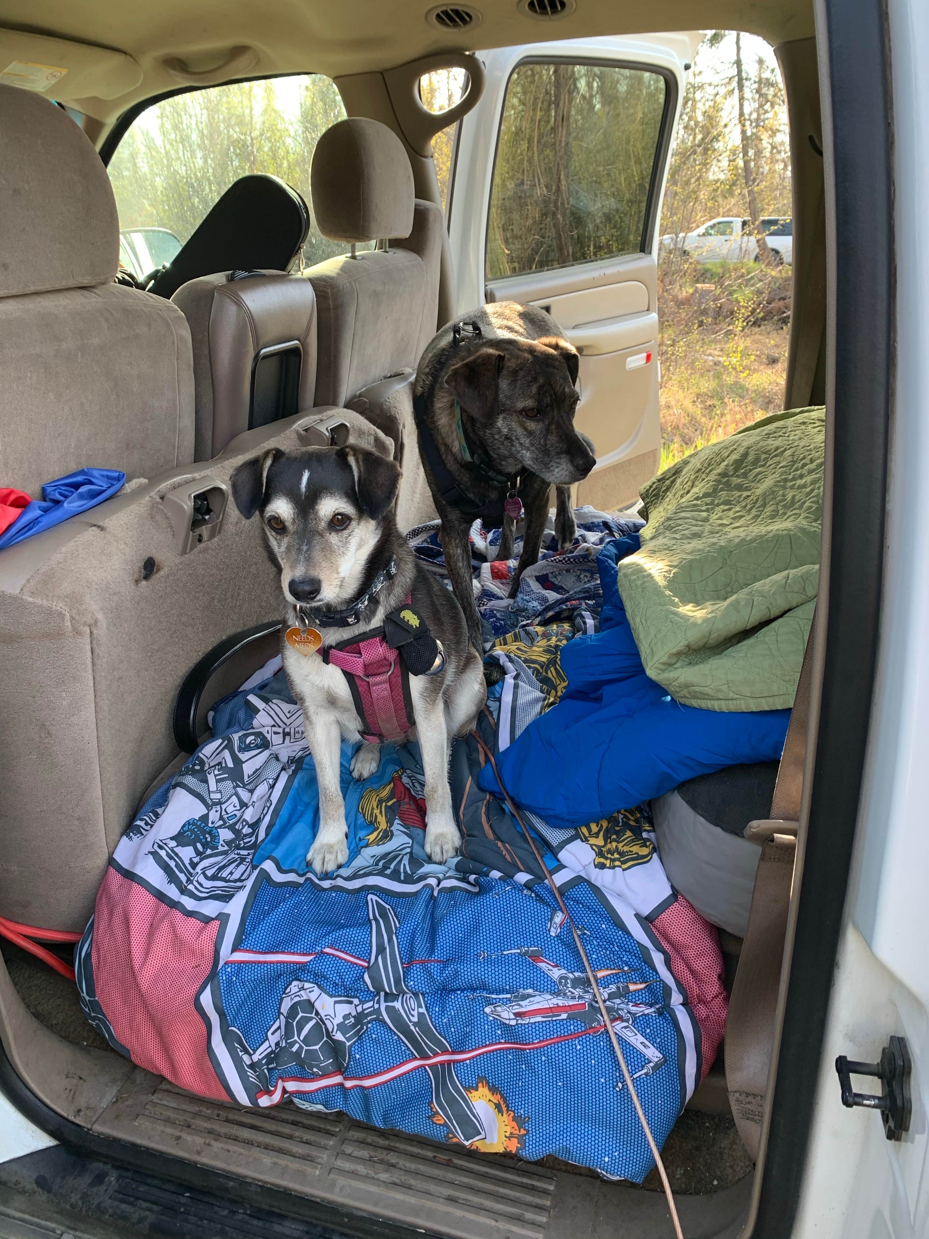 Tanya B.'s photo of camping with pets at Upper Skilak Lake Campground - Kenai National Wildlife Refuge near Kenai National Wildlife Refuge